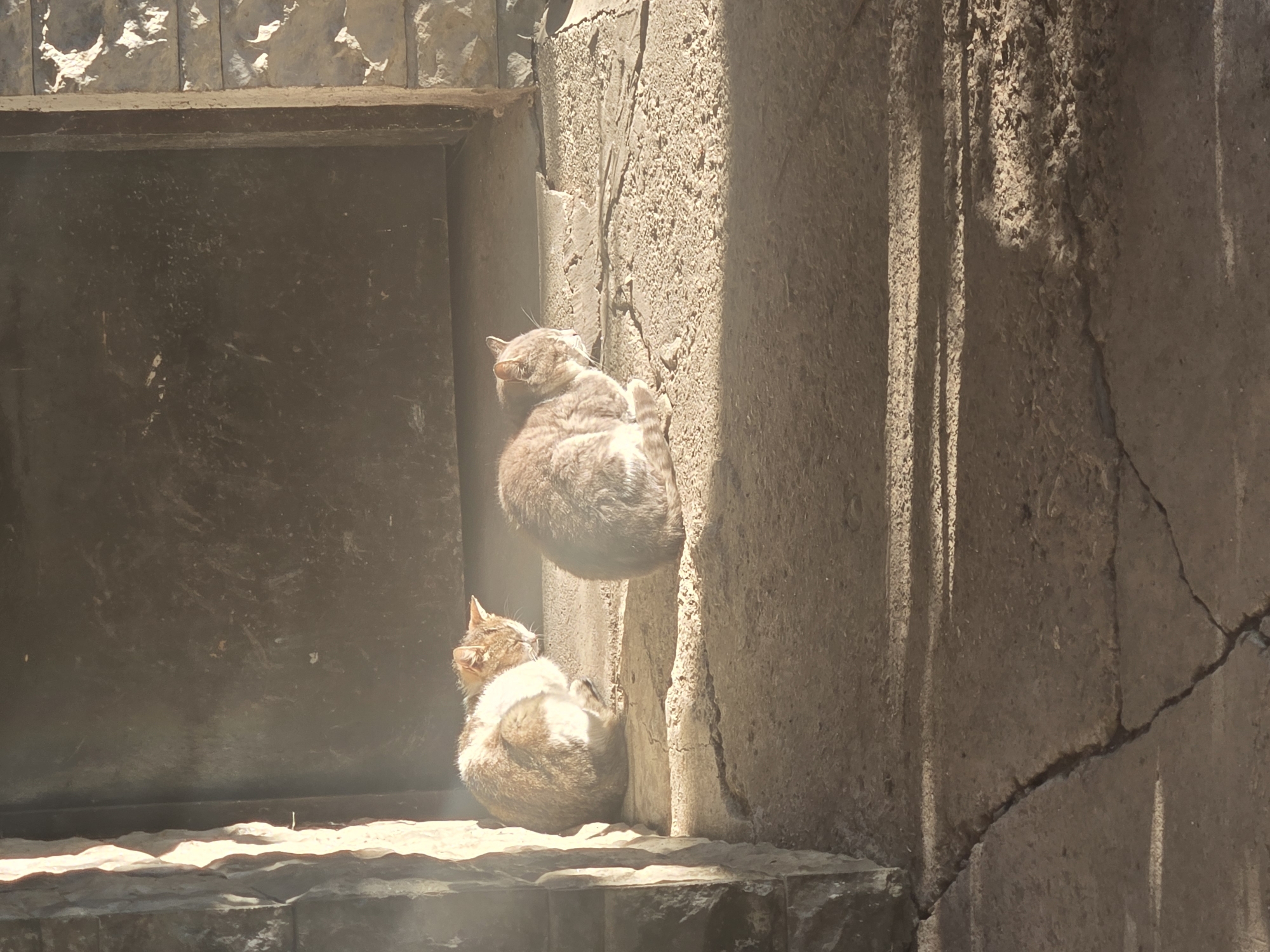 The image shows two cats resting near a building in an urban environment. The top cat is curled up against a wall, while the bottom cat is seated near the ledge. The building's architecture is characterized by concrete walls, a dark doorway, and some ornamental details. The lighting is harsh, casting strong shadows and highlights. The environment is dusty.