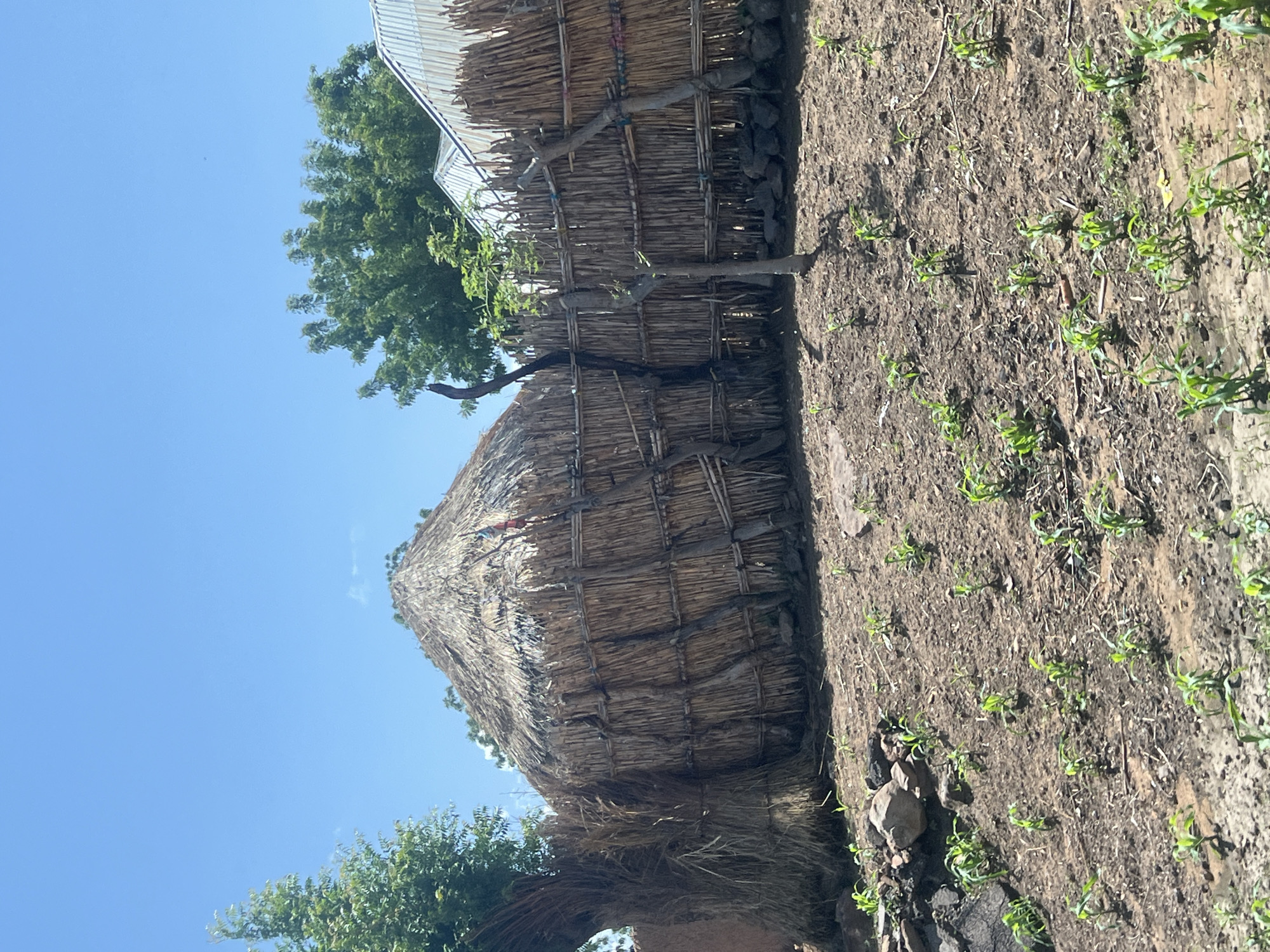 This image captures a rural or semi-rural scene in Kwarge, Nigeria, under a clear, bright blue sky with high sunlight indicating daytime. The primary subject on the left is a conical thatched hut with walls constructed from vertically arranged dry reeds or branches secured by horizontal bindings. A thick-trunked tree with green foliage stands to the left of this hut, partially obscuring its base. Extending right from the hut is a fence, similarly constructed from vertical dry reeds bound horizontally, supported by several rough-hewn wooden posts, some appearing as trimmed tree branches. Beyond this fence, towards the right, are glimpses of structures topped with corrugated metal roofs, partially visible through the foliage of another large tree with dense green leaves in the upper right quadrant. The foreground features dry, reddish-brown soil, sparsely populated with small rocks and debris. Numerous small, light green seedlings, approximately 10-20 cm tall and appearing to be young corn or sorghum plants, are systematically distributed across this ground, suggesting cultivation. Shadows cast by the fence posts, hut, and young plants indicate strong overhead sunlight. No people are visible within the scene.