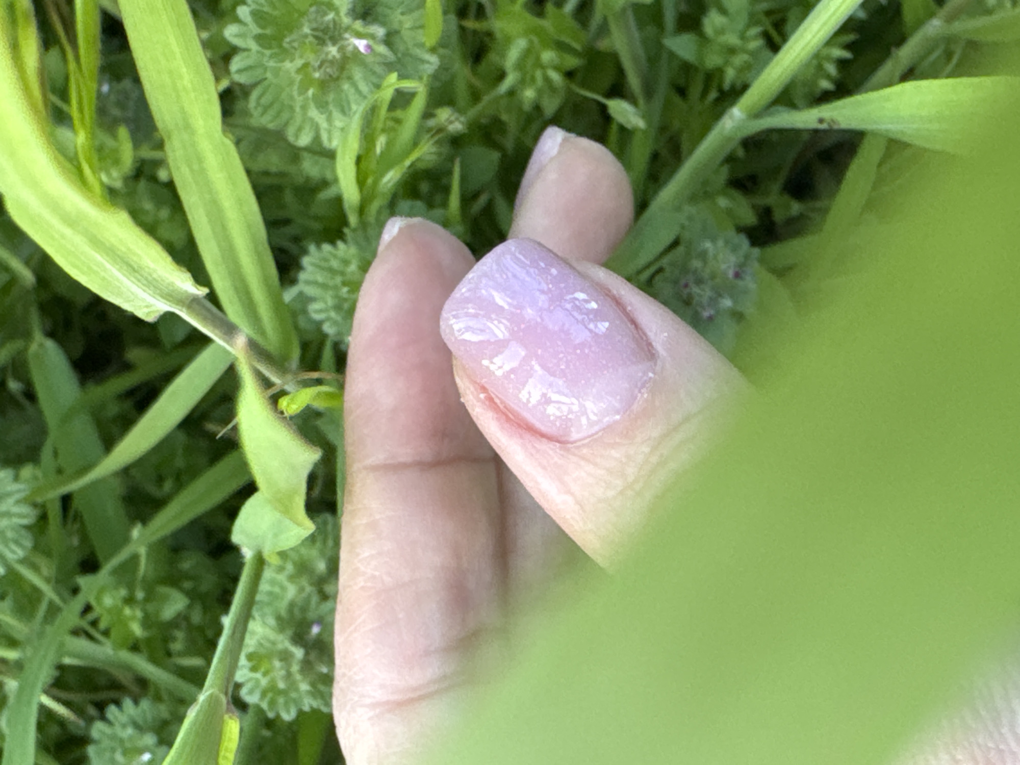 A close-up, high-angle shot captures a human hand nestled among vibrant green vegetation. The hand, likely female, features a thumb and an adjacent finger against a backdrop of lush foliage. The fingernails are neatly manicured with a shimmery, light pink or lavender polish, reflecting light.
The scene is dominated by various shades of green, suggesting an outdoor, natural environment such as a field, garden, or grassy area. In the foreground, broad blades of light green grass or plant leaves are prominent, partially obscuring the hand and creating a sense of depth. Deeper within the foliage, intricate patterns of smaller, darker green leaves and what appear to be tiny purple flower buds or seeds are visible, indicating diverse plant life.
The lighting is soft and natural, characteristic of daytime, possibly under an overcast sky or in the early morning/late afternoon, as there are no harsh shadows. The image conveys a sense of tranquility and a connection with nature. No specific activity beyond the hand being placed among the plants is clearly depicted. There is no visible text in the image.
This scene is set in Kryvyi Rih, Ukraine, depicting a moment of interaction with the local flora.