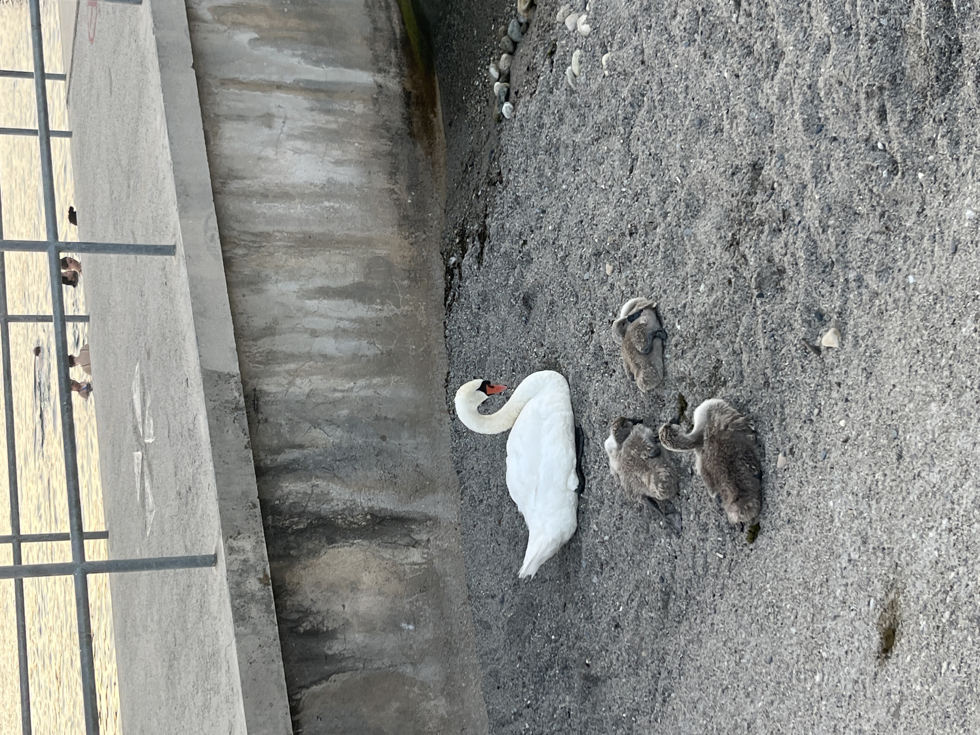 A mature white swan and three grey cygnets are resting on a pebble beach next to a concrete wall. The swan is on the left, facing right, with its head down. The cygnets are clustered to the right of the adult swan, also resting. In the background, several people are visible in the water, which reflects the golden light of what appears to be late afternoon or early evening. A metal railing runs along the edge of the concrete structure above the beach. The overall scene suggests a tranquil moment by the water in Geneva, Switzerland, possibly along the shores of Lake Geneva.