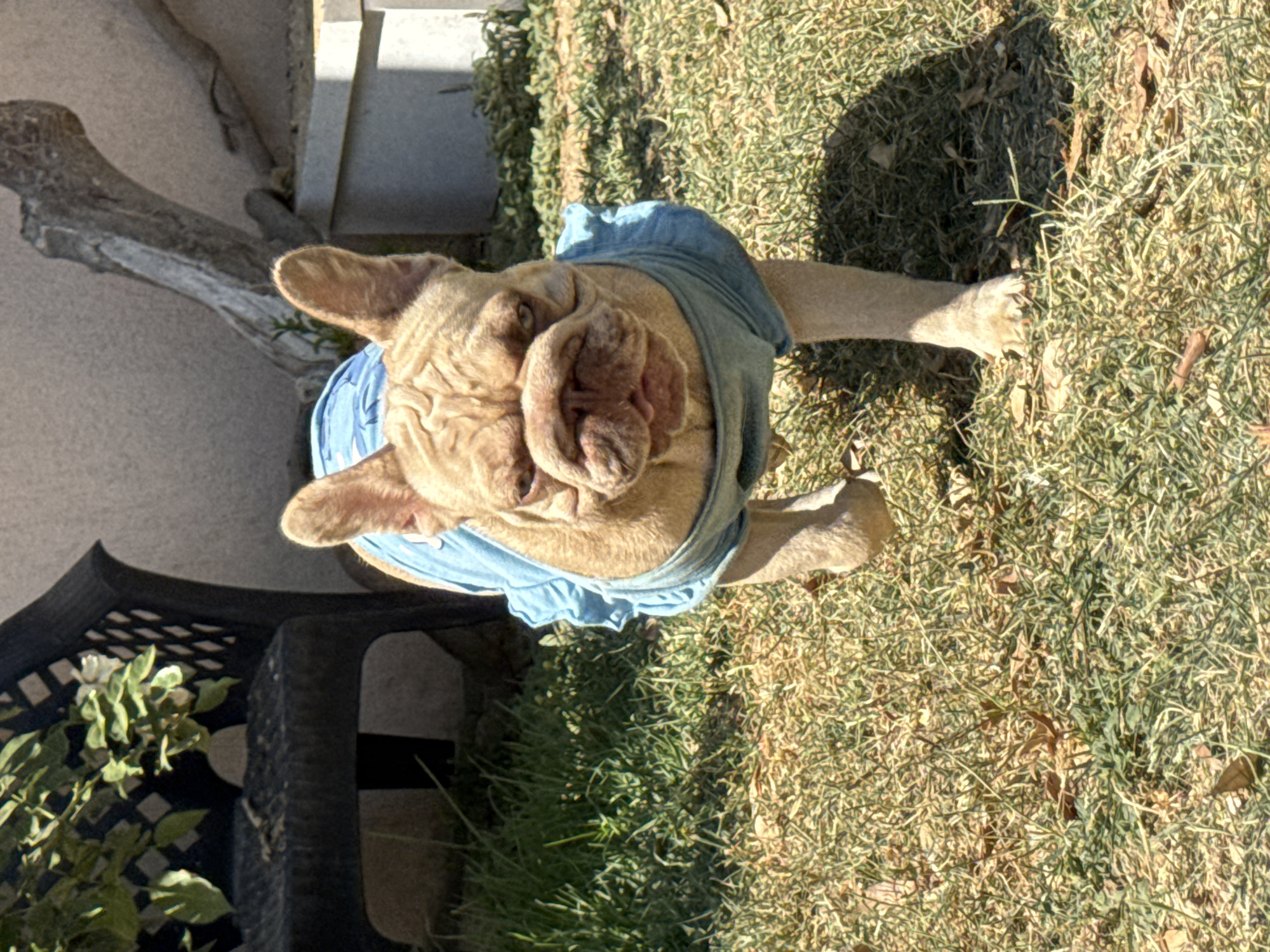 A fawn-colored French Bulldog, wearing a light blue ruffled garment, is captured in a medium shot from the chest up, as it walks forward on a patch of dry grass. The dog's head is turned slightly towards the camera, and its face exhibits a characteristic wrinkled expression with its mouth partially open. Behind the dog, a dark, ornate metal chair with green foliage is visible on the left side of the frame. Further back, a light-colored wall and a dried, twisted tree branch are present. The ground is covered in a mix of green and dry grass with scattered fallen leaves. The scene appears to be outdoors in a backyard or garden setting. This image is not from San Benedetto del Tronto, Italy.