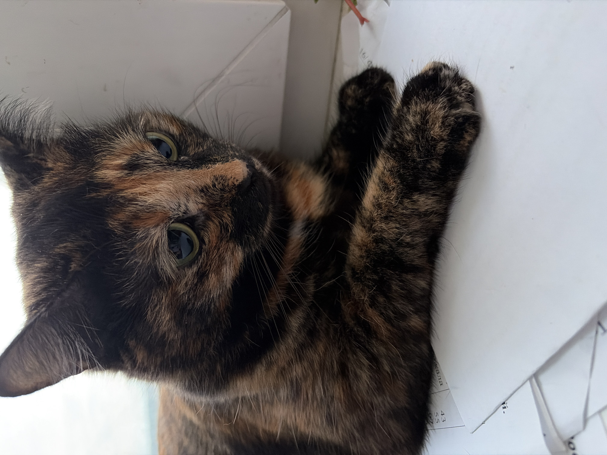 A tortoiseshell cat lies on a white surface, potentially a window sill or tabletop, surrounded by white paper documents. The cat is positioned with its paws resting on the surface, and its head tilted at an angle, looking directly at the viewer with green eyes. The cat’s fur is a mix of black, brown, and orange. It's impossible to confirm the city of Chaikovsky, Russia from this image.