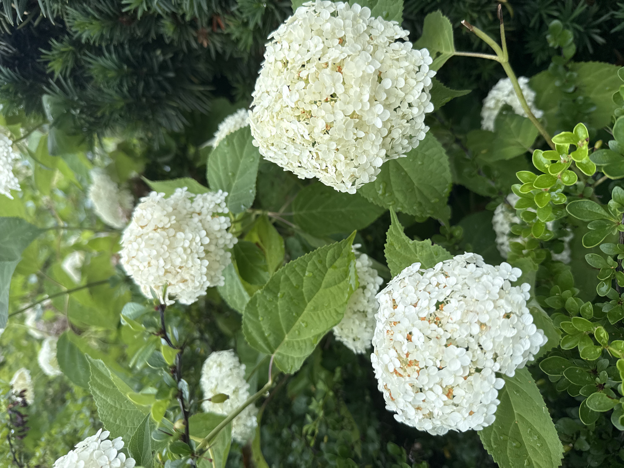 This is a close-up, eye-level shot of white hydrangeas in bloom, set against a backdrop of green foliage. The hydrangeas are the primary subjects, with several large, spherical clusters of small, white flowers dominating the frame. Some of the flowers have a slight orange tint in their centers. The leaves of the hydrangea plants are a vibrant green, some showing water droplets, suggesting recent rain or dew. In the upper left and right portions of the image, evergreen branches are visible, providing a contrasting texture and color to the soft petals of the hydrangeas. The overall scene is one of natural beauty, likely captured outdoors in a garden or natural setting. The lighting appears to be natural daylight, possibly overcast given the even illumination. The focus is sharp on the hydrangeas in the foreground, with the background foliage softly blurred, creating a sense of depth. There is no text visible in the image. The image conveys a serene and peaceful mood, highlighting the delicate beauty of the flowers. The location context suggests this scene is in Rathenow, Germany.