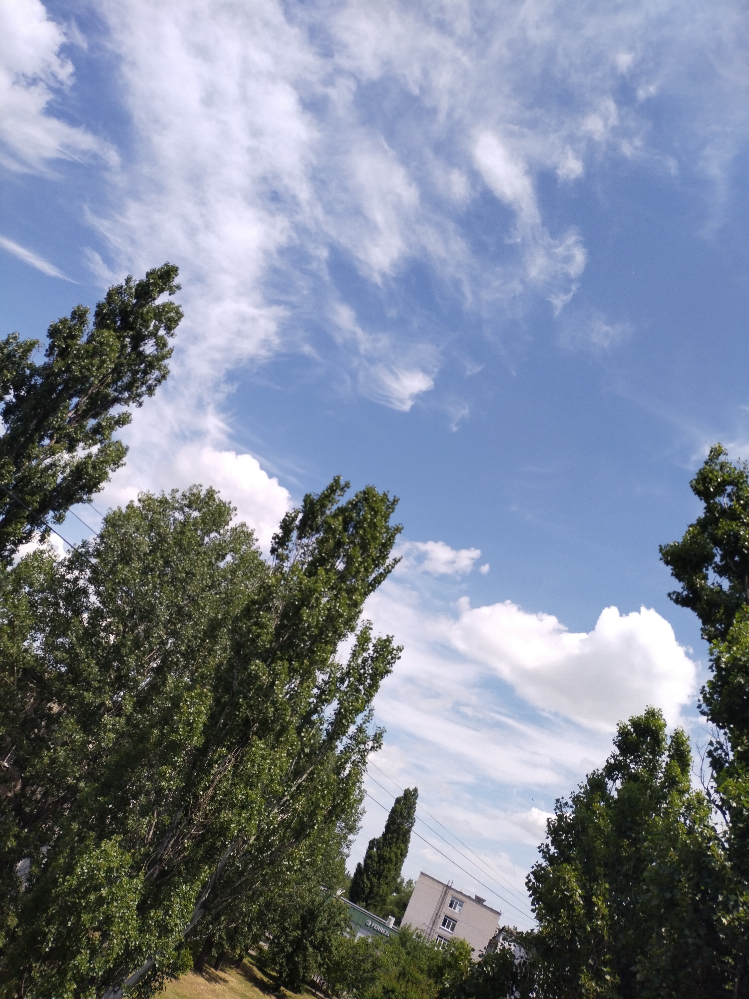 This is an eye-level, medium shot photograph taken outdoors in the city of Horishni Plavni, Ukraine. The image captures a bright, partly cloudy sky with streaks of white cirrus clouds against a vibrant blue backdrop. In the foreground, several tall trees with dense green foliage dominate the left and right sides of the frame, reaching upwards towards the sky. The trees are deciduous and appear to be mature. In the lower right portion of the image, a light-colored, multi-story building with visible windows is partially obscured by the trees. Power lines are also present, stretching horizontally across the scene behind the trees and in front of the building. The ground beneath the trees is covered in grass and appears to be sloped. The overall impression is of a sunny day in an urban or suburban area with significant tree cover.