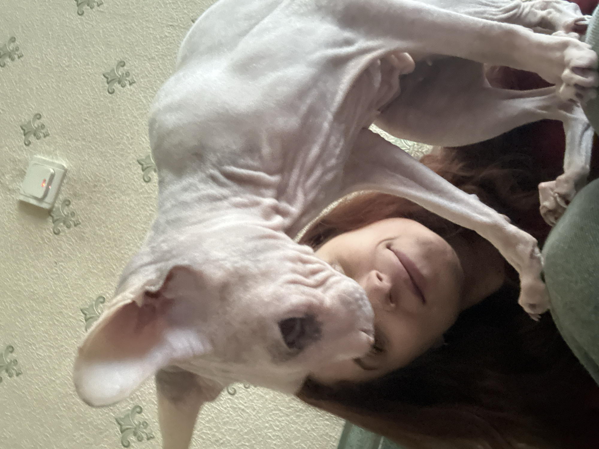 The image shows a close-up of a person's face with a Sphynx cat resting on their head. The person has long, dark brown hair and is smiling. The cat is light pink and has characteristic wrinkles. The background appears to be an indoor setting with patterned wallpaper and a light switch on the wall. There is no information in the image to suggest a location in Togliatti, Russia.
