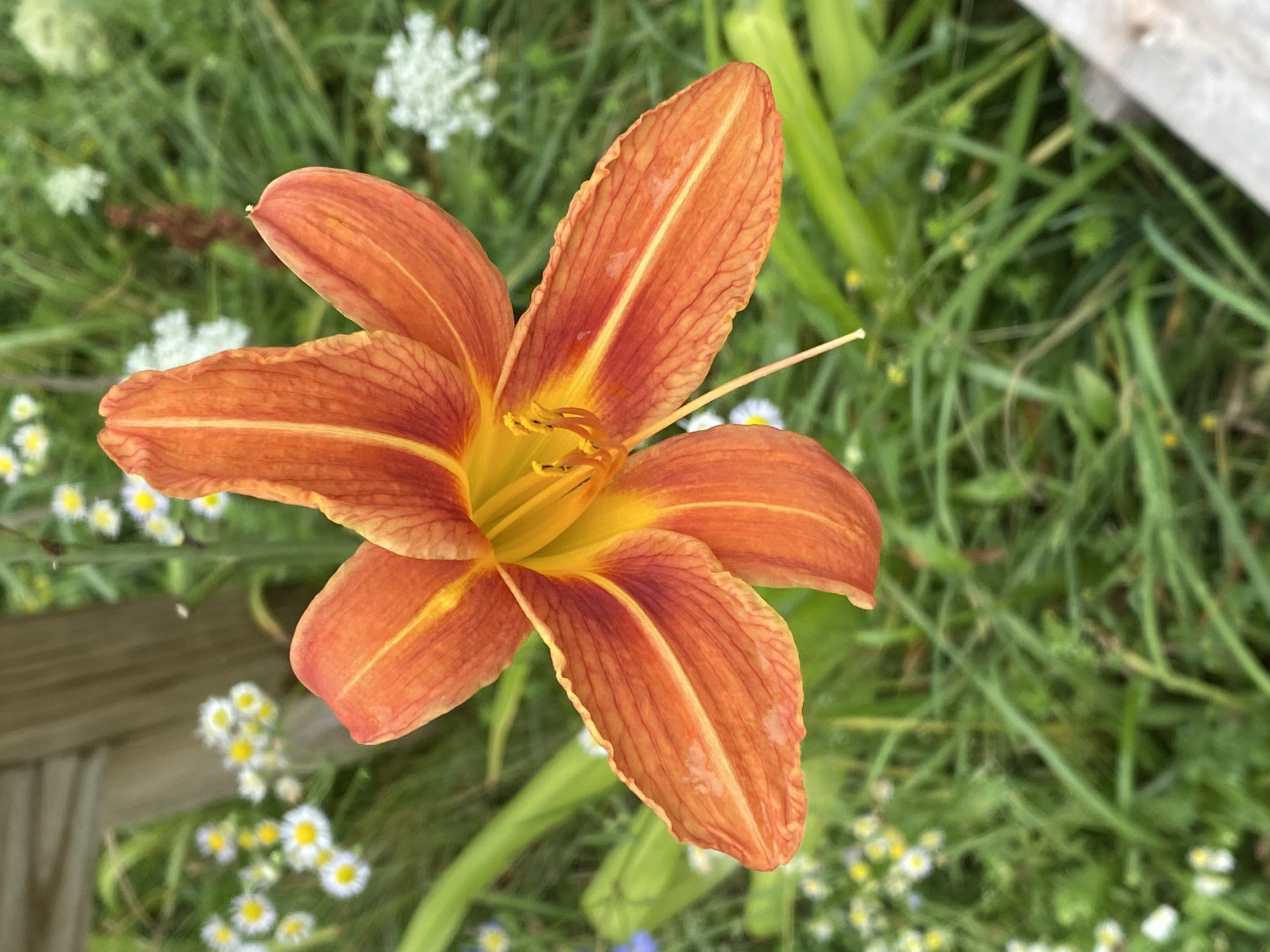 A close-up, top-down shot features an orange daylily in full bloom, its petals unfurling to reveal a vibrant yellow center. The flower's stamens, tipped with pollen, are visible within the bloom. The daylily is surrounded by lush green foliage and small white wildflowers, suggesting an outdoor setting in a garden or natural area. A wooden fence post is partially visible in the upper left background. The lighting is bright and diffused, casting soft shadows. The image is set in Pattersonville, United States.