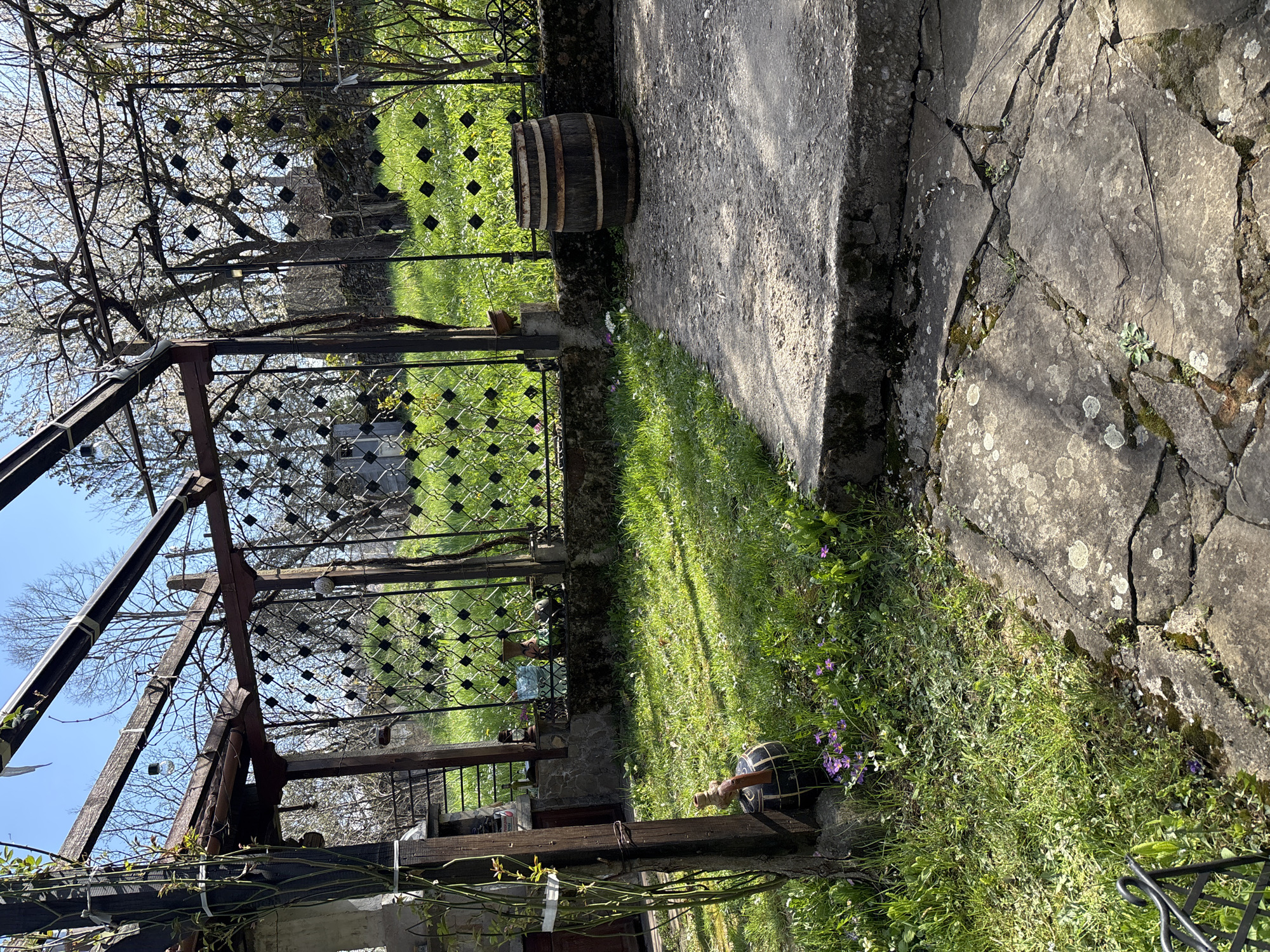 A sunny, slightly overgrown garden scene in Gorno Trape, Bulgaria. A weathered wooden barrel stands on a concrete slab, adjacent to a metal diamond-pattern fence dividing a lawn area. The concrete extends into a cracked stone patio. A wrought iron pergola structure covered in vegetation is in the lower portion of the frame. Another wooden barrel with a wooden tap is present on the right side of the image, partially hidden in the grass. The location is outdoors. The sky is blue. Some flowering trees are visible in the background.