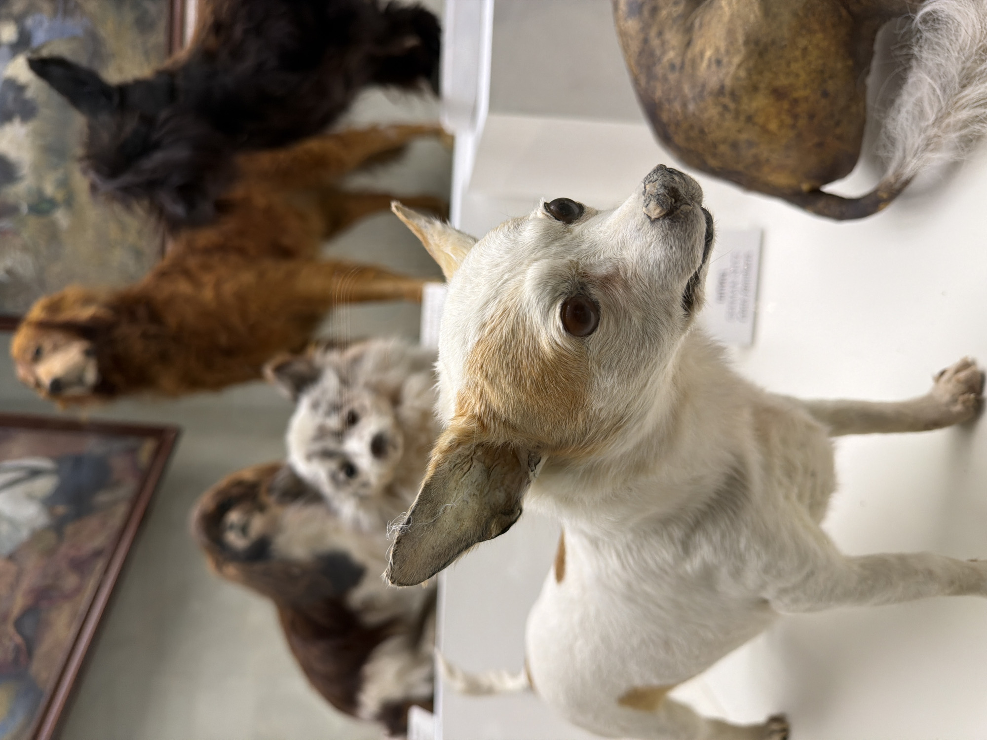 This is a close-up, eye-level, medium shot of taxidermied dogs displayed in what appears to be a museum or exhibit. The primary subject is a small white and tan dog with large ears, positioned in the foreground and facing right. In the background, other taxidermied dogs of varying breeds and colors are visible, including a large brown dog, a smaller speckled dog, and a dark-colored dog. The dogs are displayed on white platforms, and a framed painting is visible on the wall behind them. The lighting is soft and even. The overall impression is of an organized and static display of preserved animals.