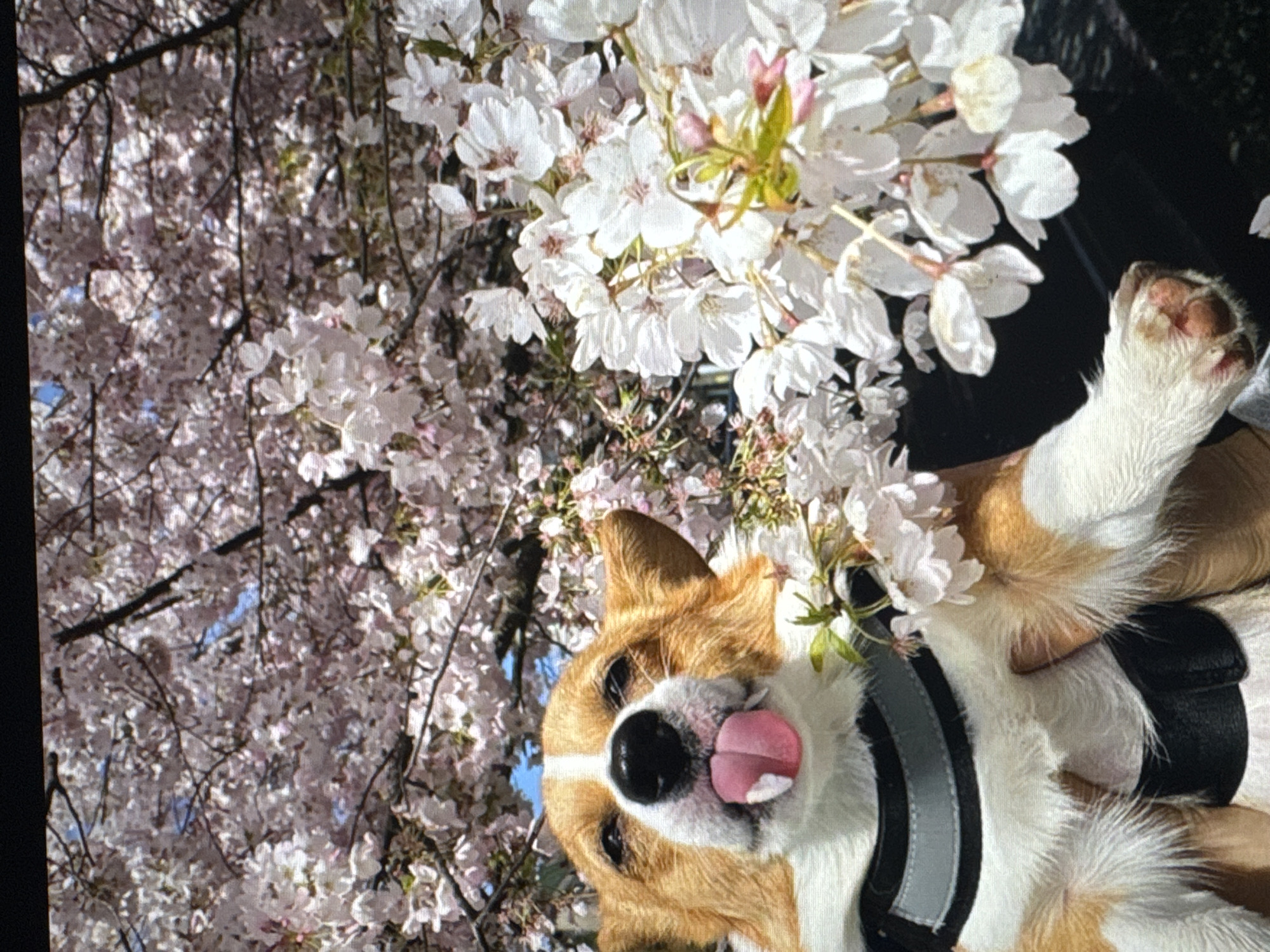 A Corgi dog is held up in front of a backdrop of blooming cherry blossom trees in Tallinn, Estonia. The dog is looking directly at the camera with its tongue sticking out. The dog is wearing a harness. The cherry blossom trees are in full bloom, with pink and white flowers covering the branches. The sky is visible in the background, with some blue patches.
