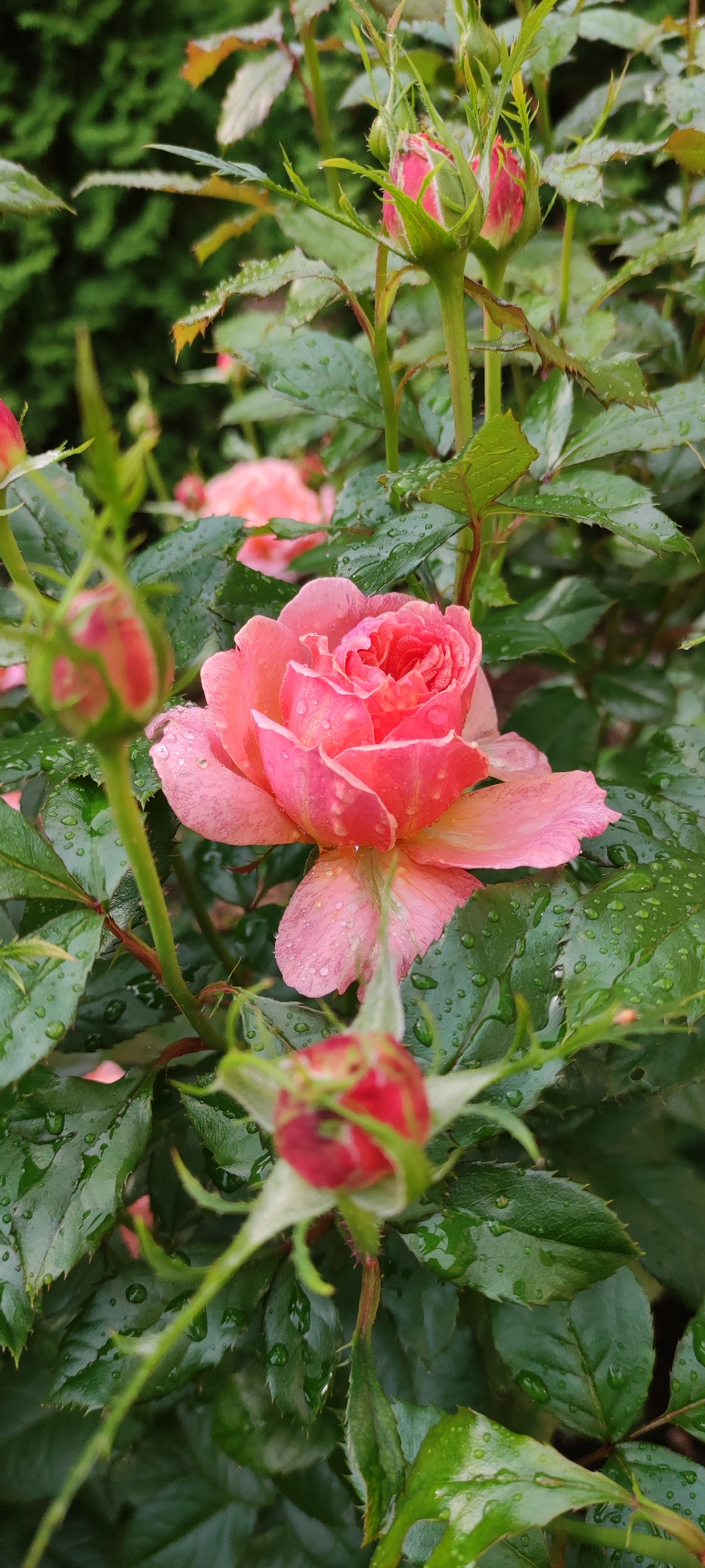 A close-up, vertical shot captures a blooming pink rose with water droplets clinging to its petals, set against a backdrop of lush green foliage and more rose buds. The rose is partially open, revealing delicate inner petals and a vibrant pink hue. The surrounding leaves are dark green and also show numerous water droplets, suggesting recent rain or dew. Several rose buds, some tightly closed and others beginning to unfurl with hints of red and pink, are visible throughout the frame, adding depth and anticipation to the scene. The overall impression is one of natural beauty and freshness in a garden setting. The location is specified as the city of Rosinka, Russia.