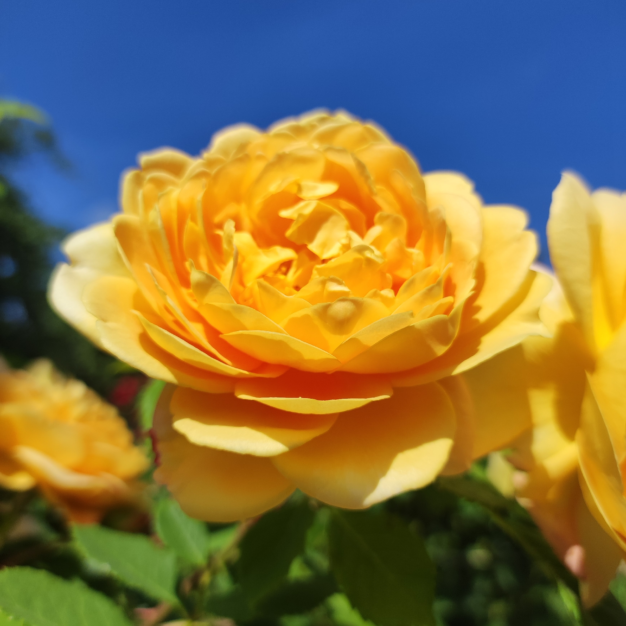 A close-up, eye-level, medium shot captures a vibrant yellow rose in full bloom against a clear blue sky. The rose is the primary subject, positioned centrally in the frame, with its layered petals unfurling to reveal a complex, textured center. Sunlight illuminates the petals, casting soft shadows and highlighting the delicate curves and edges. To the left and right, out-of-focus yellow rose blossoms and green foliage create a natural garden setting. The background is a solid, uninterrupted expanse of bright blue sky. The image conveys a sense of natural beauty and tranquility, with no people or man-made objects visible. The photograph appears to be taken outdoors in a garden or park. The location in the city of Navoloki, Russia, is not visually discernible from the image itself.