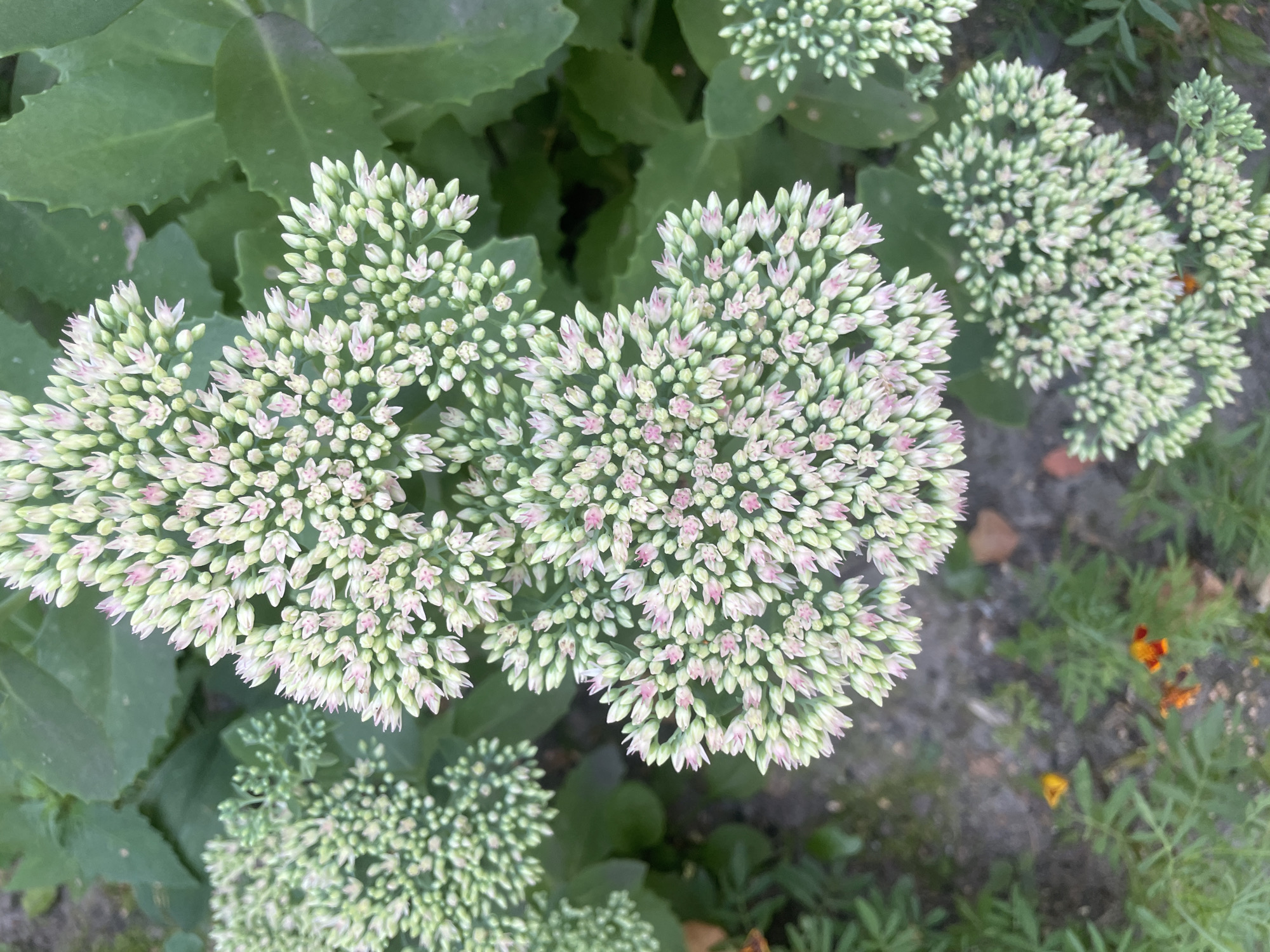 A close-up, high-angle shot shows a cluster of sedum flowers in the foreground. The flowers are small and numerous, with light green and pink hues. They are arranged in a tiered, dome-like structure. Behind the sedum, large, dark green leaves provide a backdrop. The bottom portion of the image reveals a patch of soil with some low-lying green foliage and a few small, orange flowers. The scene appears to be outdoors in a garden setting. Based on the information provided in the prompt, this garden is located in the city of Homyel, Belarus.