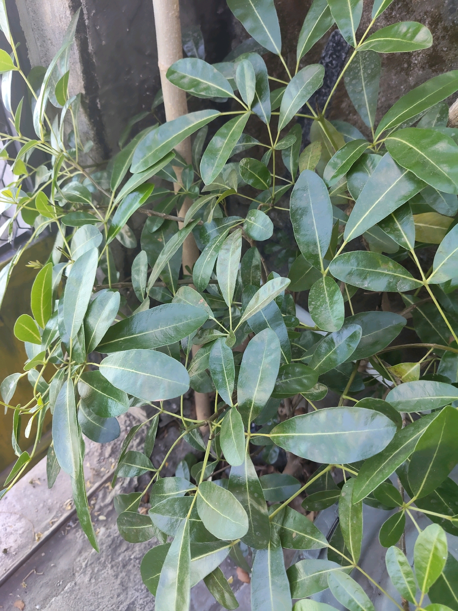 The image is a close-up shot of a plant with glossy, dark green leaves. The leaves are oval-shaped with pointed tips and prominent yellow-green veins. The plant has thin, light brown stems. In the background, a rough, grey textured wall is visible, possibly a concrete wall. To the left, a portion of what appears to be a gray, textured surface, perhaps a sidewalk or a planter box, is present. The overall impression is that of an outdoor urban environment. This scene is likely from the city of Kupang, Indonesia, given the context of the request. There are no people or animals in the image. The lighting suggests it is daytime, possibly overcast due to the diffused light on the leaves.