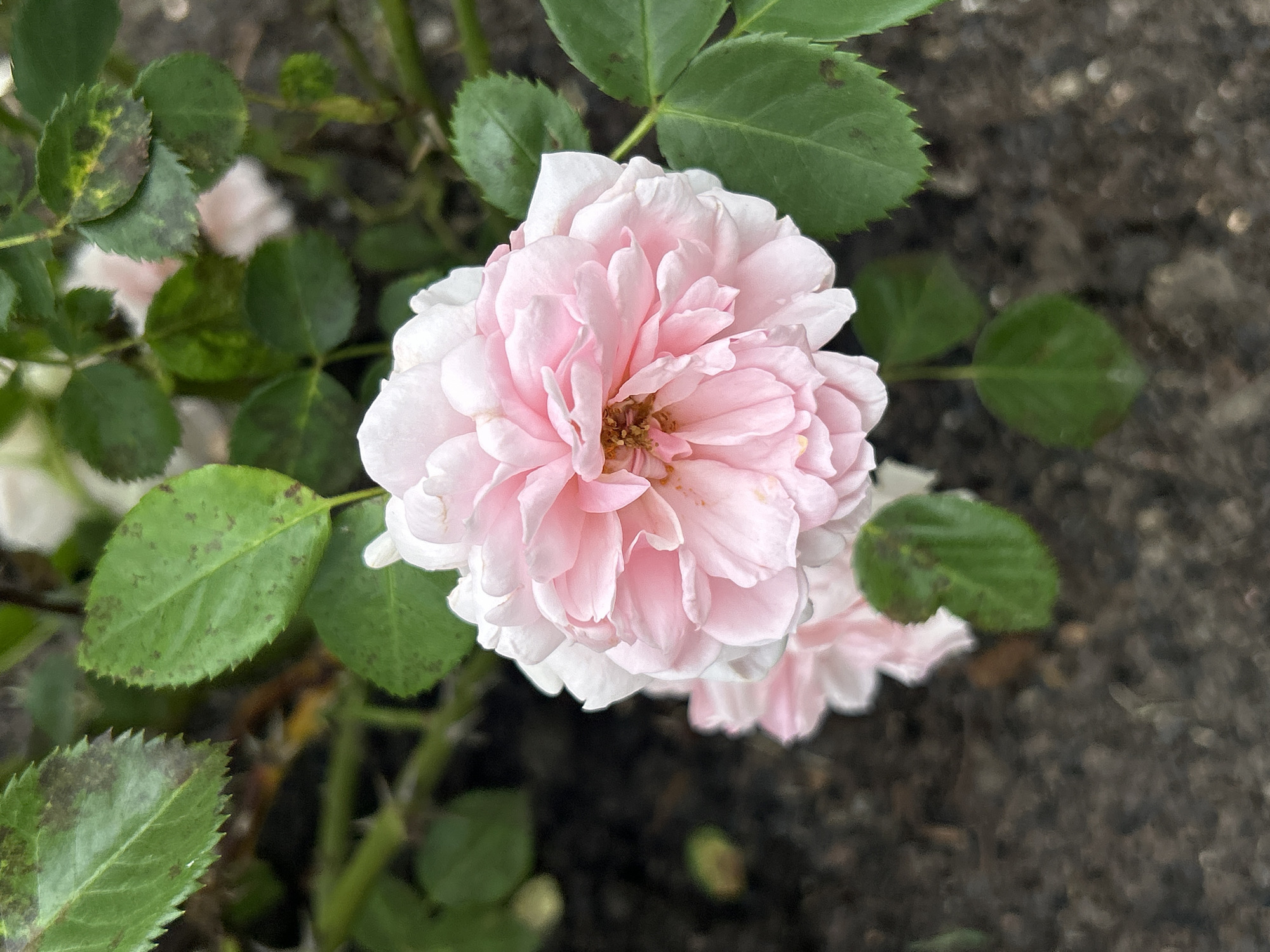 This is a close-up, eye-level shot of a light pink rose in bloom, set against a blurred backdrop of green foliage and dark, textured ground, possibly asphalt or a rough path. The rose is the clear focal point, with its many delicate petals layered in a full, ruffled bloom. The center of the rose reveals hints of a light brown or coppery hue.
Surrounding the rose are several green leaves, some showing signs of spotting or discoloration with dark brown and yellowish patches, suggesting potential disease or age. The stems of the plant are visible, appearing thorny. In the background, two other pale pink rose blooms are partially visible, suggesting a cluster of roses. The lighting suggests it could be daytime, possibly overcast or in shade, as there are no harsh shadows.
The scene appears to be in a garden or natural setting, given the presence of plants and the textured ground. The overall impression is one of natural beauty, though the spotted leaves introduce a subtle hint of imperfection or the cycle of growth and decay. There is no visible text in the image. The location context of Mount Royal, Canada, suggests an outdoor environment, possibly a park or botanical garden, during a season when roses are in bloom.