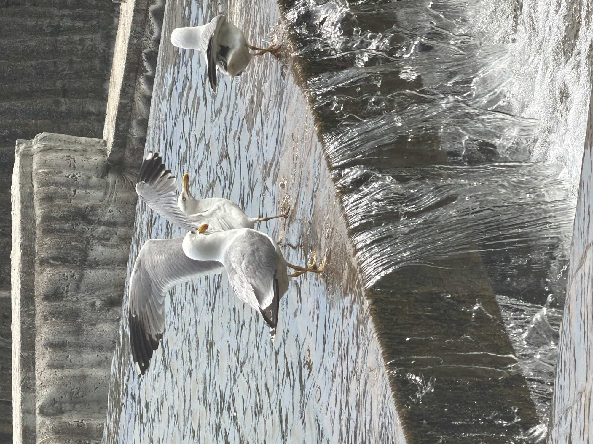 The image shows three seagulls interacting with a cascading waterfall. Two of the seagulls are in focus, perched on the wet, textured surface of the waterfall's edge. One seagull is positioned in the lower left, facing upwards and to the right with its wings slightly spread. Another seagull is above and to the left of the first, also looking upwards and to the right. A third seagull is visible in the upper part of the frame, mostly its head and neck, appearing to be drinking or dipping its beak into the water. The water is flowing dynamically, creating a shimmering effect and splashes. The surrounding structures appear to be made of rough, grey concrete, possibly part of a dam or an architectural water feature. The lighting suggests it is daytime, with sunlight reflecting off the water and the wet surfaces. The scene is likely outdoors, with the sound of running water implied. The overall impression is one of natural interaction between wildlife and a water environment. No text is visible in the image.