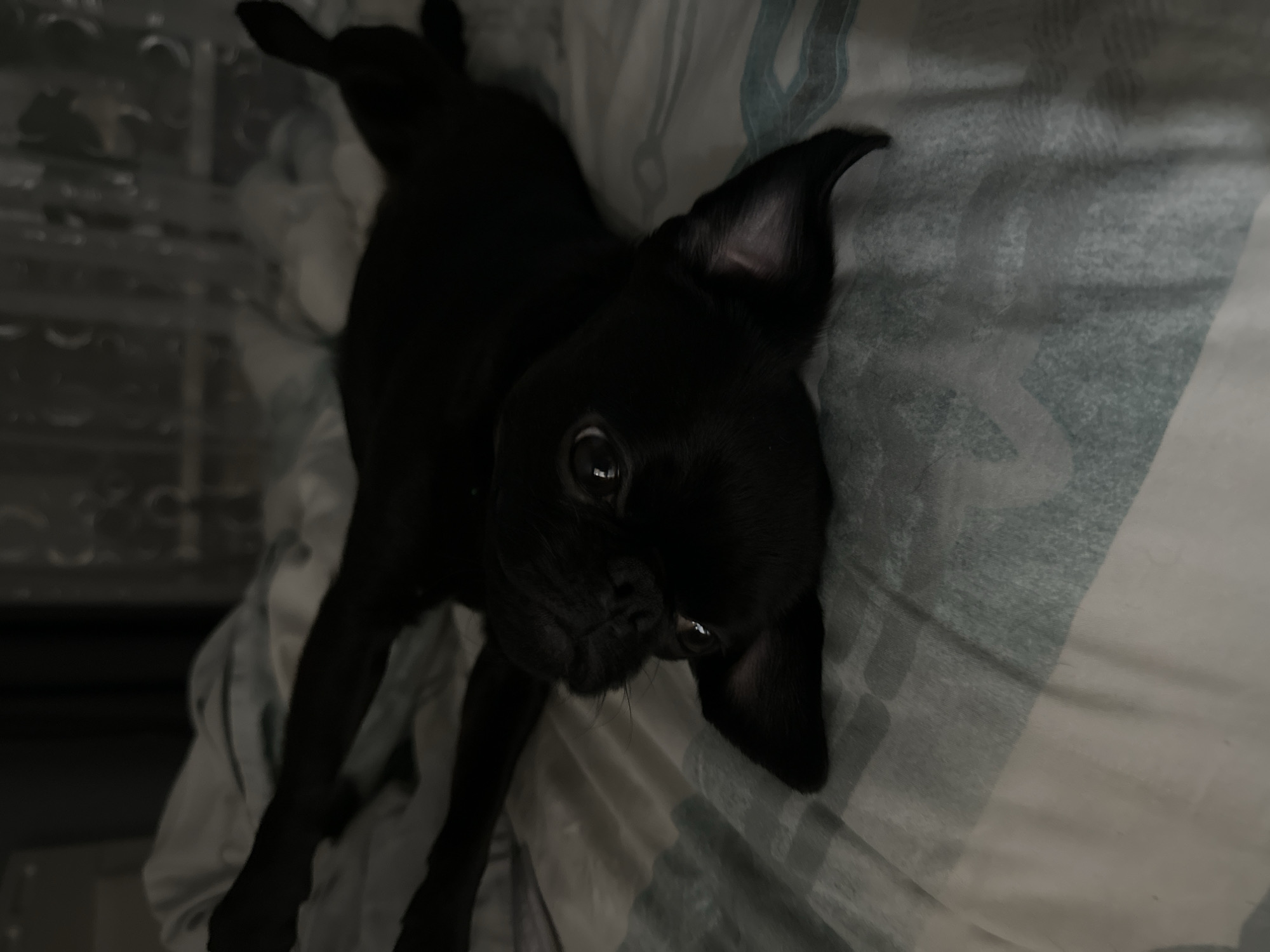 A black pug puppy is lying on a bed with striped bedding. The dog is in a relaxed position, with its head tilted toward the viewer. The background is blurry, but a shelf can be seen behind the bed. The location is unknown and it is impossible to deduce the location of the city of Chaikovsky, Russia.