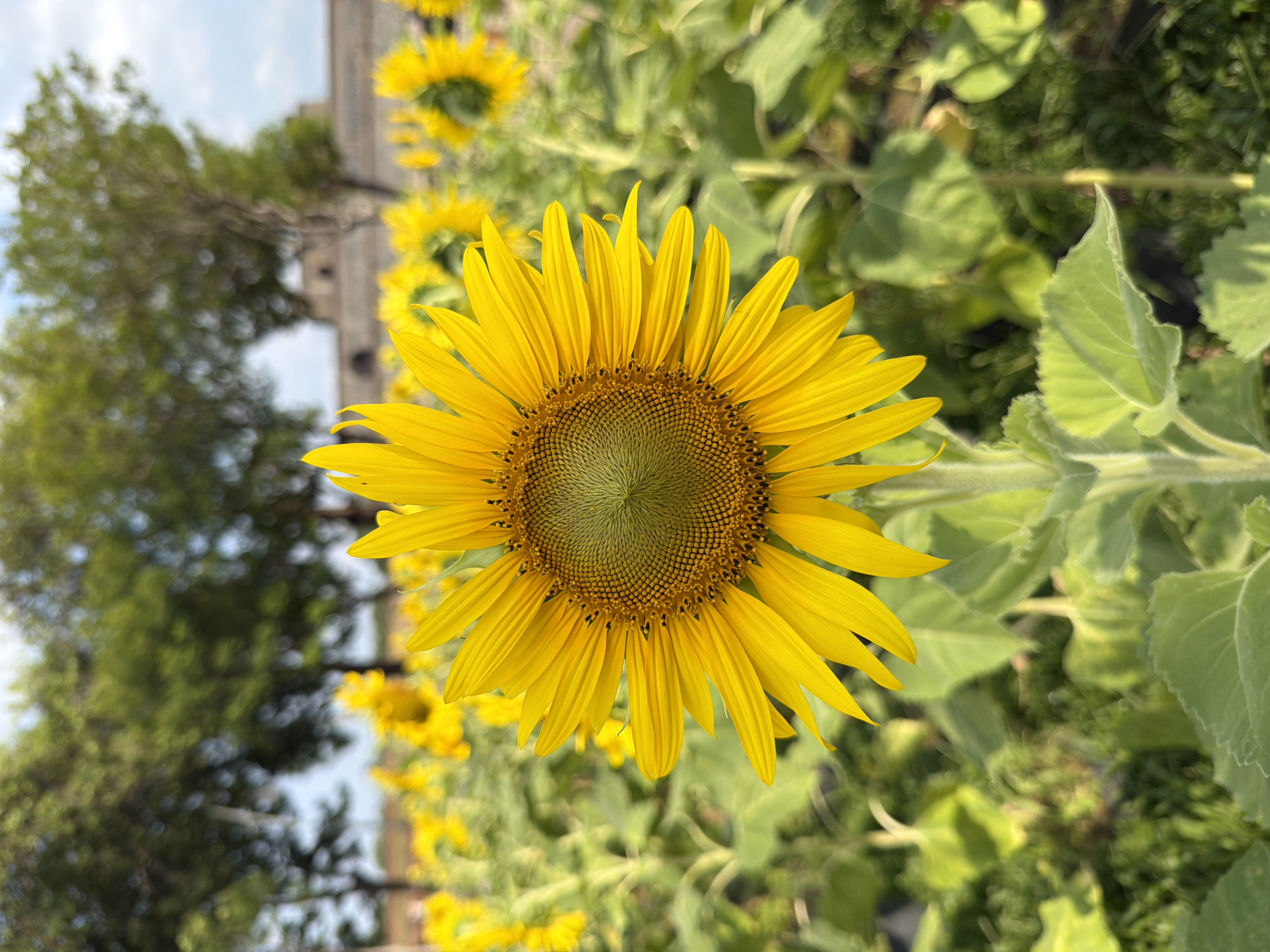 A close-up, eye-level shot captures a vibrant sunflower in full bloom, dominating the foreground of a sun-drenched field. The sunflower's bright yellow petals radiate outwards from its textured, green-and-brown center, which is a mass of tiny seeds. The stem and large, serrated green leaves are also in sharp focus.
The background is a soft blur of more sunflowers, their yellow heads peeking out from lush green foliage. In the distance, a row of trees with dark green leaves stands against a pale blue sky with scattered white clouds. Behind the trees, a weathered, light-brown stone structure, possibly a historical building, is partially visible. The overall impression is one of natural beauty and tranquility.
The image was taken in a sunflower field in Phú Xuân Ward, Vietnam. The lighting suggests it is daytime, likely late morning or early afternoon, given the bright, direct sunlight. There are no people or animals visible in the frame. The environment is rural, characterized by agriculture and a temperate climate.