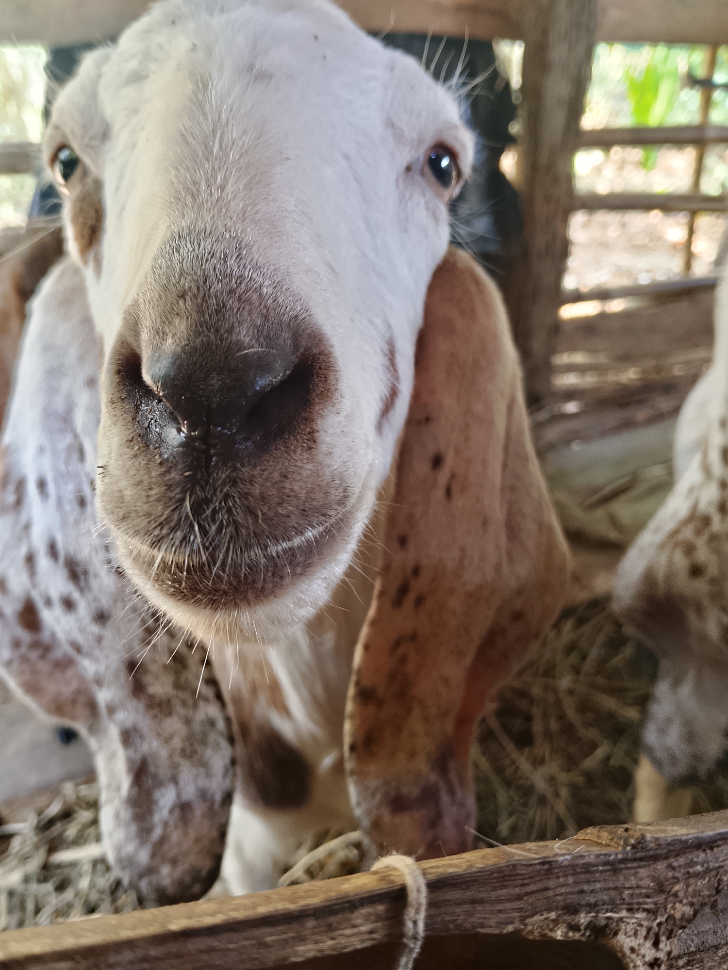A close-up, low-angle, portrait-style photograph captures the face of a young goat in an outdoor pen. The goat's head is tilted slightly downwards and its face fills the majority of the frame. Its fur is primarily white with patches of brown spots on its neck and ears. The goat has large, dark eyes and a prominent, dark, wet nose with visible whiskers. The background is blurred, revealing wooden fencing and a hint of greenery, suggesting an agricultural or rural setting. The lower portion of the image shows a wooden barrier and some hay, indicating the enclosure where the goat is housed. The lighting suggests it is daytime, possibly late afternoon due to the warm tones. The image lacks any human presence.