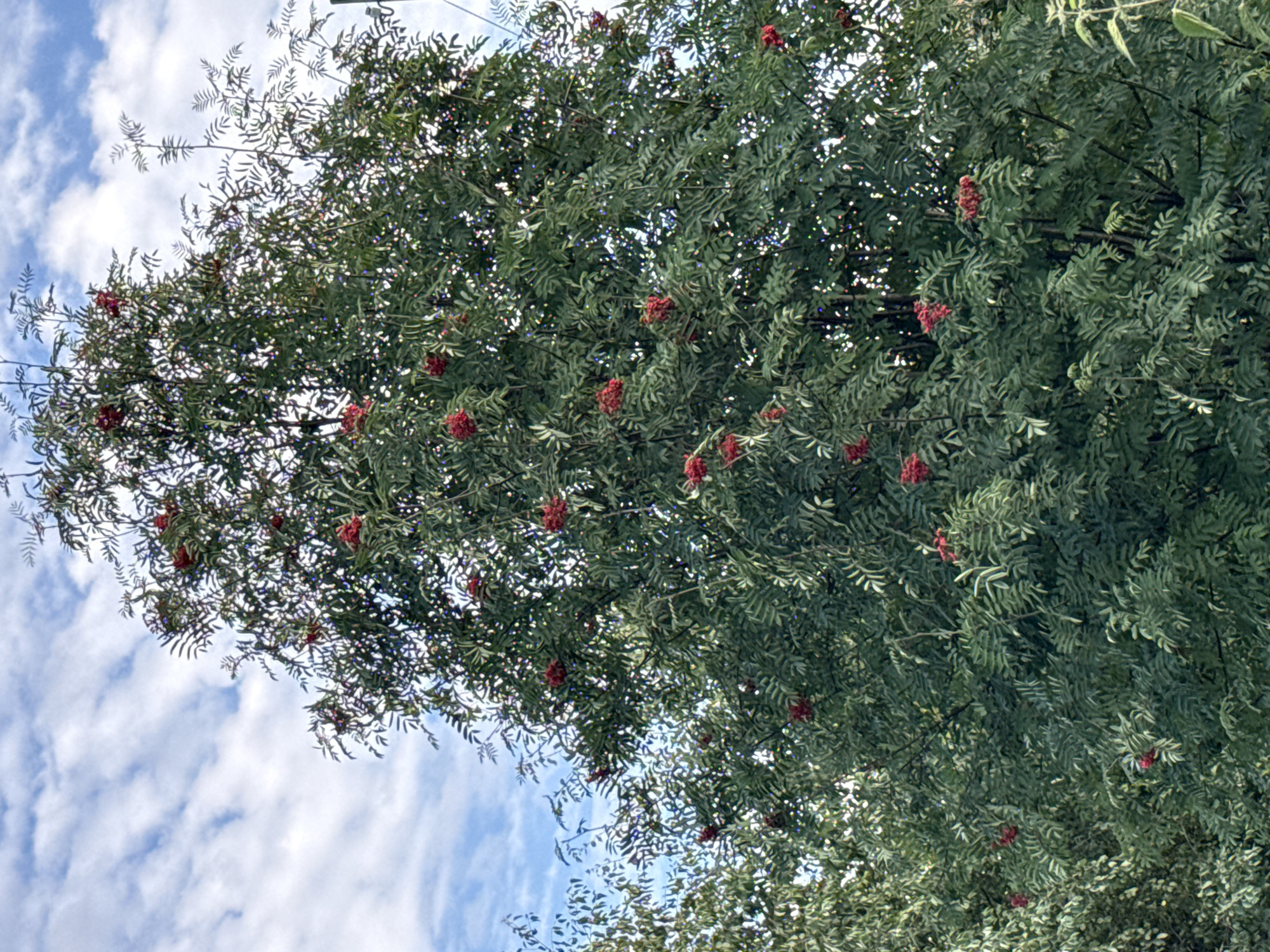 A close-up, low-angle shot captures the dense foliage of a rowan tree laden with bright red berries against a cloudy sky. The tree fills most of the frame, its green leaves creating a textured canopy. Clusters of red berries are visible throughout the branches, some appearing larger and more vibrant than others. The sky above is a mix of blue and white clouds, with sunlight filtering through the leaves, creating a dappled effect and small, colorful light reflections on the leaves. The image appears to be taken outdoors in Vsevolozhsk, Russia, during a daytime with overcast skies.