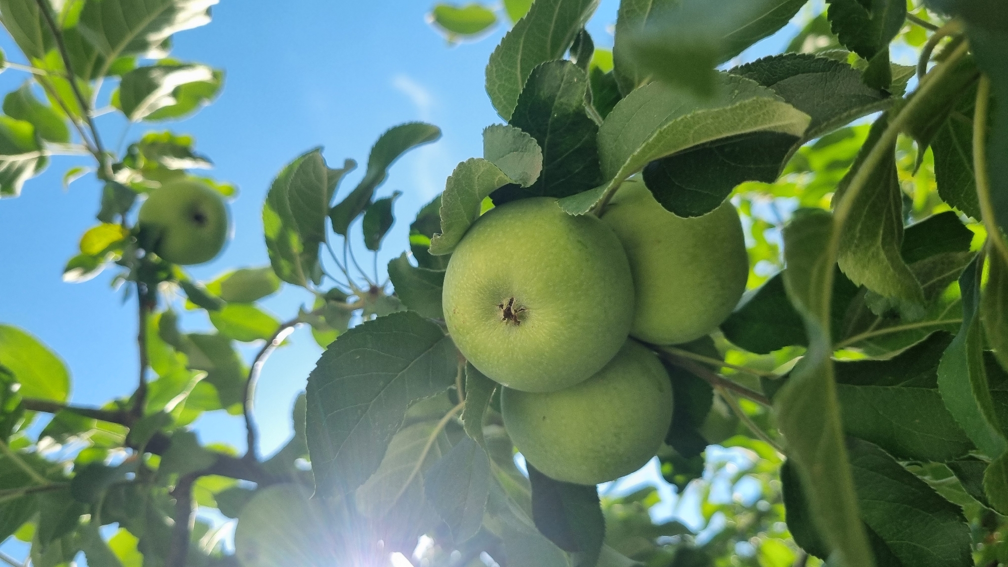 The image is a low-angle shot of several green apples hanging from a tree branch, surrounded by green leaves. The apples are clustered together, with one in the foreground and two behind it. The sky is blue with some white clouds visible. The sun is shining, casting a glare on the leaves in the upper left corner of the image. There are no people or animals present in the image. The scene is outdoors, likely in a garden or orchard, with the blue sky suggesting daylight. The location in Smila, Ukraine is not visually discernible from the image itself.