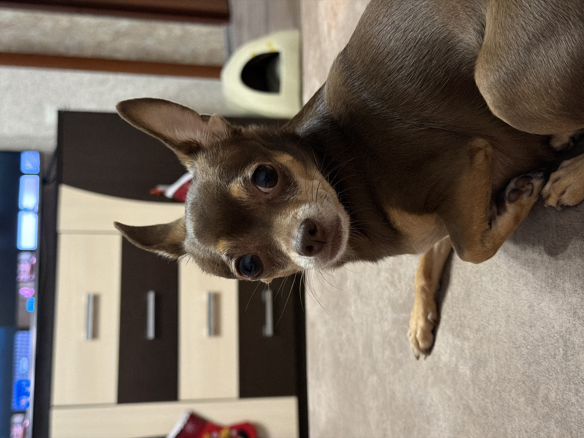 A brown Chihuahua-mix dog lies on a grey carpeted floor, its body angled towards the right side of the frame. The dog's head is turned towards the viewer, with large, dark eyes and prominent ears. In the background, a wooden dresser with beige and dark brown drawers is visible, along with a white cat bed. The lighting is soft, casting subtle shadows on the floor. The scene appears to be indoors, possibly in a living room or bedroom, given the furniture. The image is a medium shot, focusing on the dog's face and upper body.