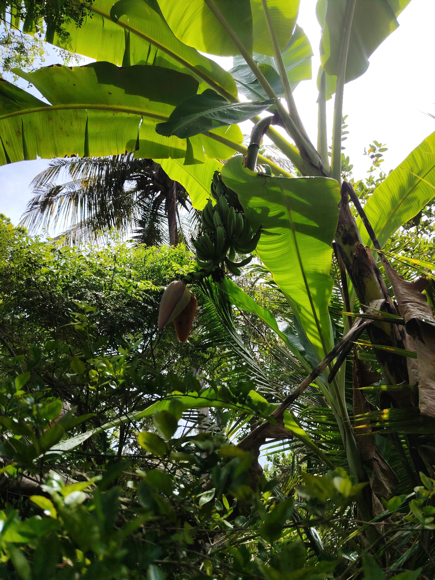 A low-angle outdoor photograph captures a dense cluster of tropical foliage under a bright, clear blue sky. A banana plant (Musa genus) dominates the central frame, featuring multiple large, vibrant green leaves, some of which are backlit by direct sunlight, revealing their vein structure and creating bright highlights. A bunch of unripe green bananas hangs from the plant, positioned to the left of the main stalk. Below the bananas, a single, elongated reddish-brown banana flower (blossom) is visible, hanging downwards. Surrounding the banana plant are various other green leaves and branches from assorted trees and shrubs, including the distinctive fronds of a palm tree, visible in the upper and mid-left areas. No people, animals, or man-made structures are present in the scene. The location is Unknown, Unknown.