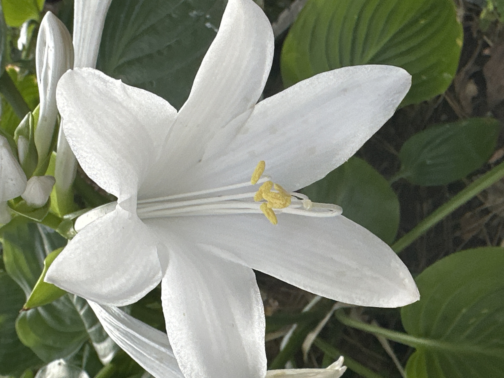 A close-up, eye-level, natural light photograph captures a large, white flower with six petals, likely a Hosta bloom, in full bloom. The flower is centered in the frame, its petals unfurling outwards, revealing delicate yellow stamens at its core. The petals are textured with fine lines and subtle speckles of light and shadow. Behind the bloom, lush green foliage of the same plant forms a soft, blurred background. The image appears to be taken outdoors, possibly in a garden or park setting within Bishkek City, Kyrgyzstan, given the presence of native or commonly cultivated flora. There are no people or animals visible in the photograph.