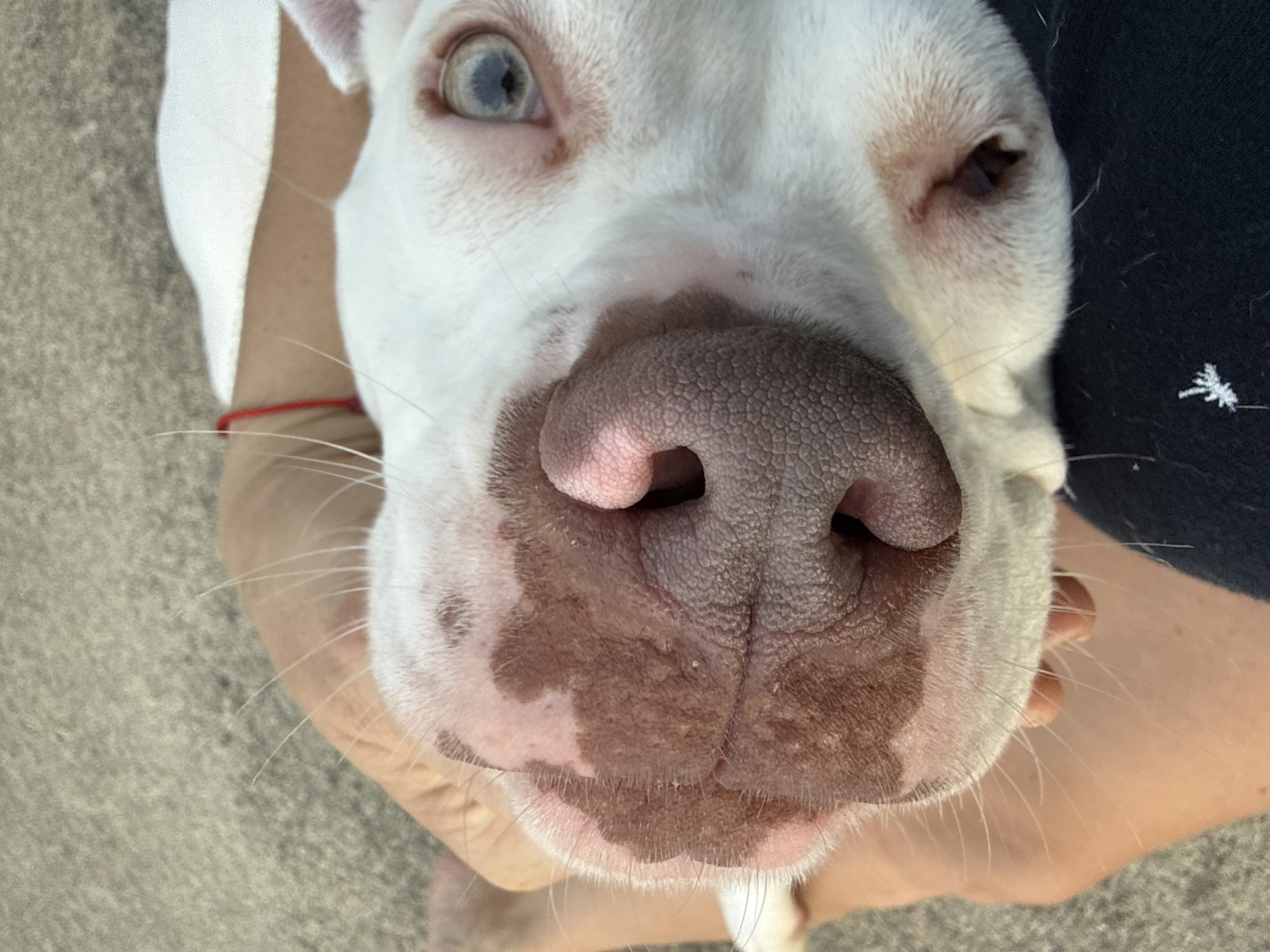 In Cartersville, Georgia, a close-up shot captures a white dog with a pinkish-brown muzzle and blue eyes. The dog's nose is prominently featured, with visible texture and brown spots on the snout. A human hand, with a red string bracelet on the wrist, gently supports the dog's head. The background consists of a textured, light-colored surface, possibly concrete or asphalt, with hints of darker specks. The overall scene suggests a moment of affection between a person and their pet outdoors.