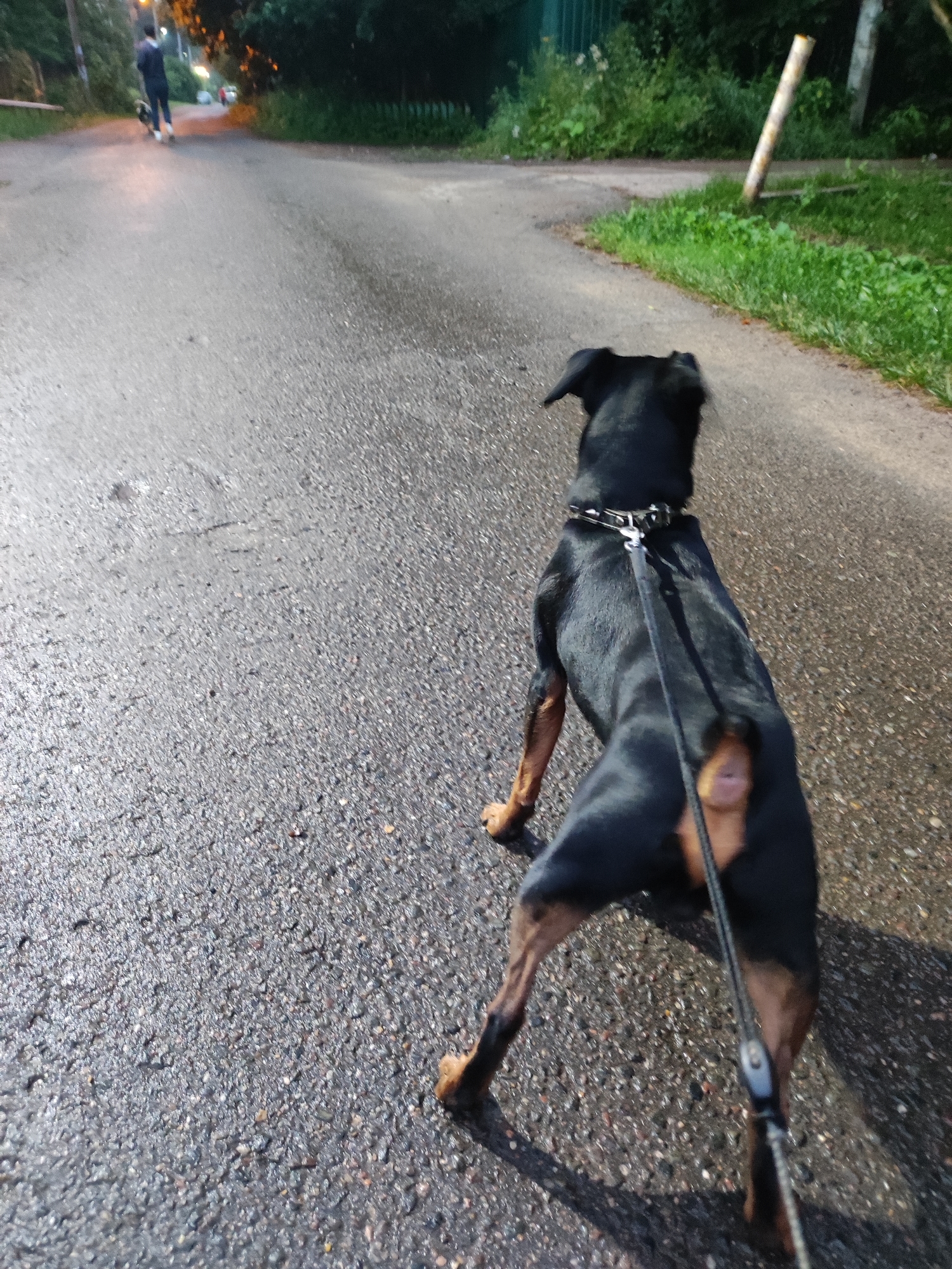 A low-angle, eye-level shot captures a black and tan doberman pinscher walking on a wet asphalt road. The dog is viewed from behind, on a leash, with its tail held high. The leash is black and extends out of frame to the right. The dog is wearing a black collar with silver studs. The road appears to be a path or quiet street, with a green grassy verge and trees lining the right side of the image. In the distance, on the left side of the road, a person is walking away from the camera, possibly on a scooter or bicycle, with a dark jacket and light-colored pants. The lighting suggests it is late evening or early morning, with a dim, overcast sky. The wet road surface reflects the ambient light, creating a slightly glossy sheen. The overall scene depicts a peaceful, everyday moment of a dog being walked in a semi-urban or suburban environment. The location in Alabino, Russia, is an outdoor setting consistent with a residential area or park.