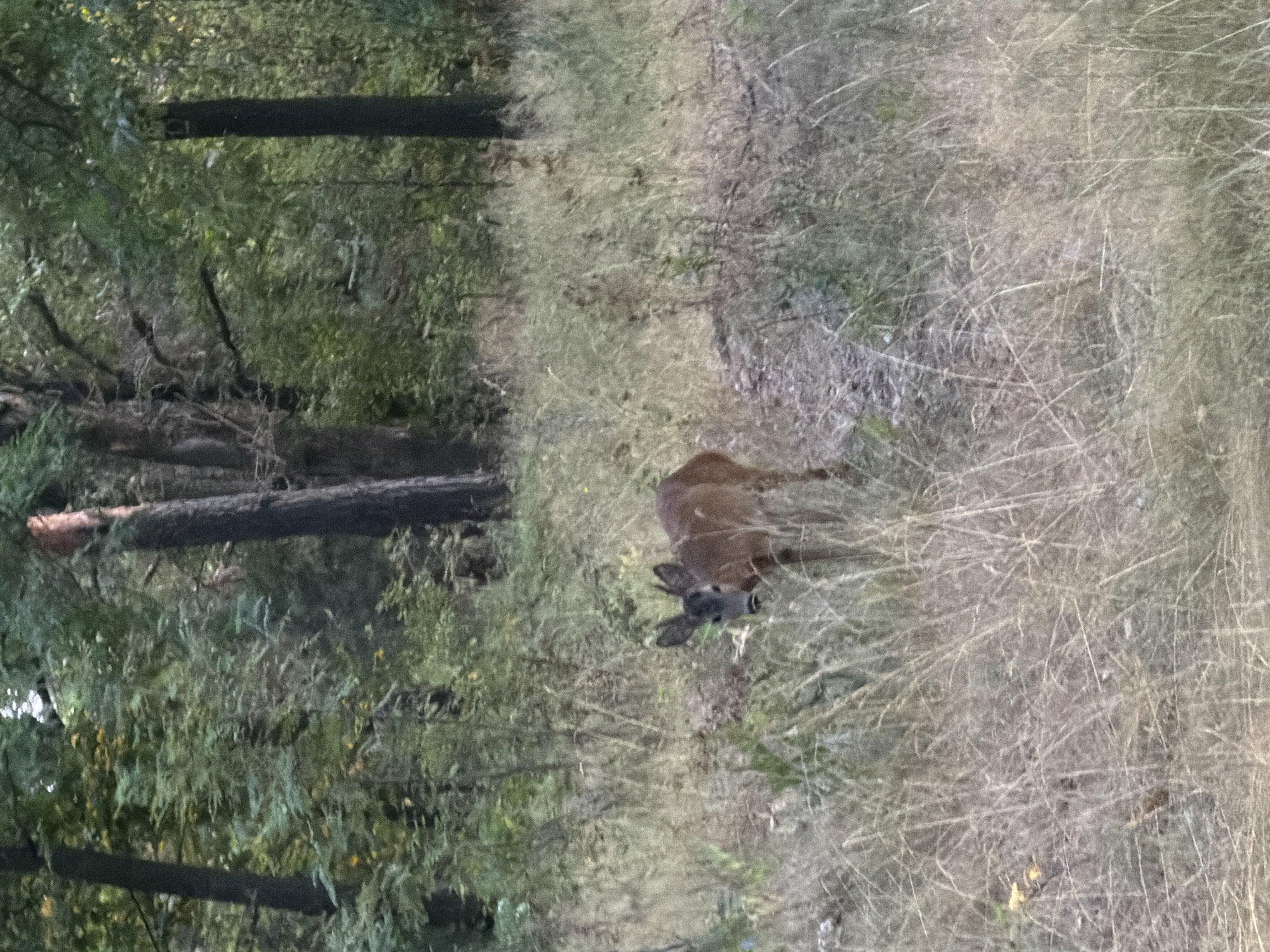 A young deer with dark fur and prominent ears stands in dry grass in a forest. The deer is facing forward and looking at the camera. The background is a dense forest with green trees and some brown foliage. The ground is covered with dry grass and some dirt. The lighting suggests it is daytime. The location is the forest near the village of Kmytiv, Ukraine.