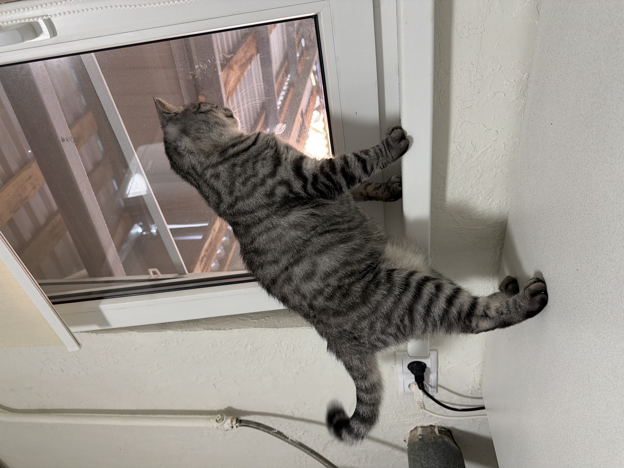 A gray tabby cat is stretched upwards, with its front paws gripping the right side of a white-framed window. The cat's body is angled diagonally upwards, and its rear paws are touching a white wall. An electrical outlet with plugs is visible below the cat. A metal pipe runs along the wall near the bottom of the frame. The view through the window shows what appears to be a building exterior with a metal structure. The location in the city of Yuzhny, Russia, cannot be confirmed from the image.