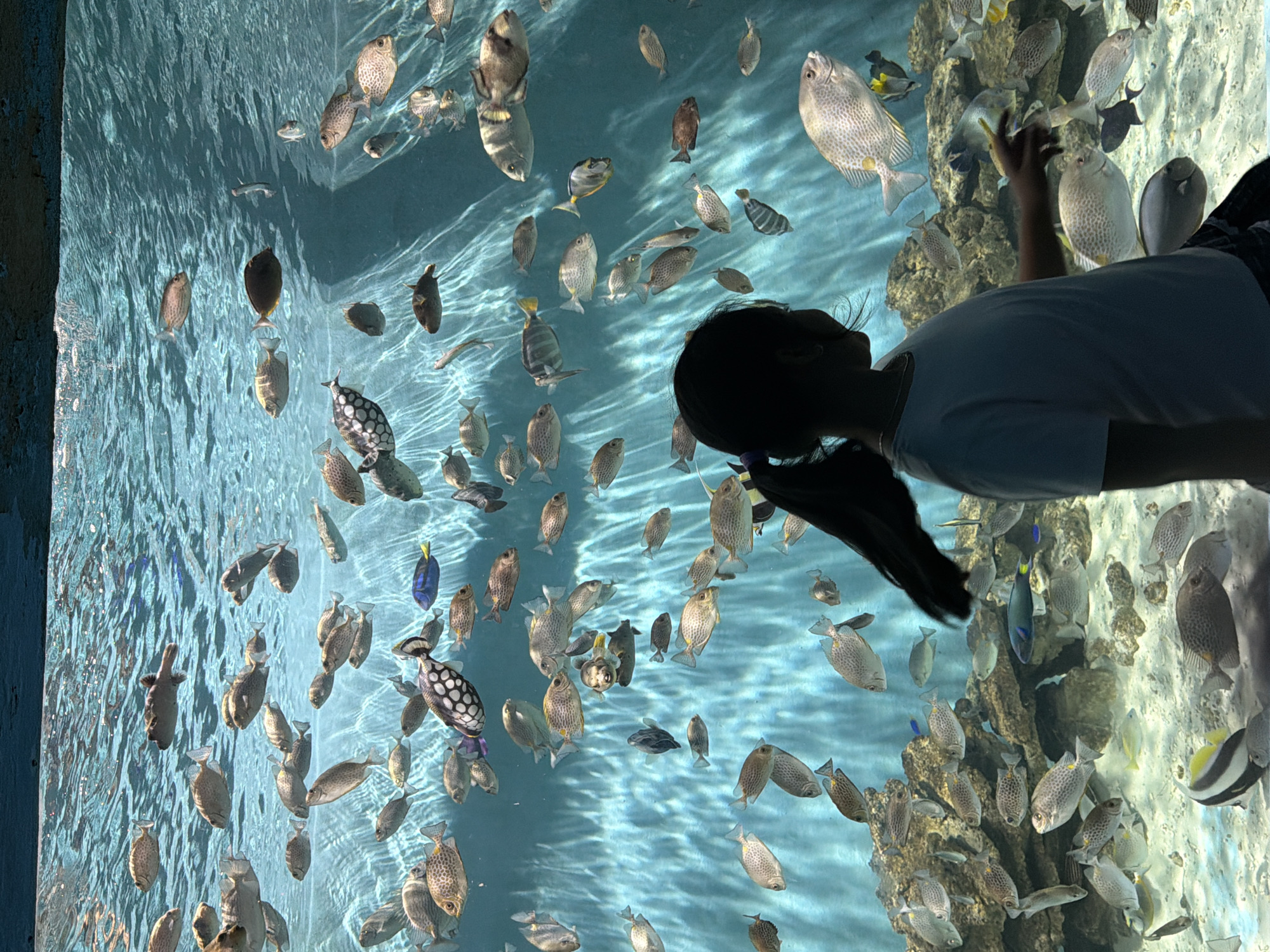 The image shows a large aquarium with a girl looking at many fish. The aquarium is filled with clear blue water and a sandy bottom with rocks. There are various types of fish swimming around, including a large black and white patterned fish, a blue and yellow fish, and many smaller gray and brown fish. The girl is silhouetted against the bright water, with her back to the camera, and she is reaching out towards the fish. This scene is at the Tri Nguyen Aquarium, located on Hon Mieu Island, off the coast of Nha Trang, Vietnam.