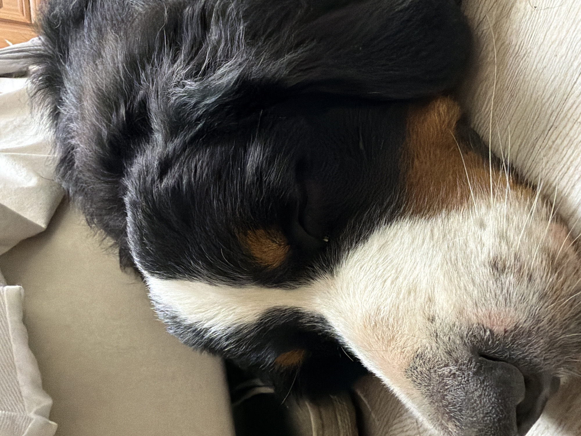 The image shows a close-up, overhead view of a Bernese Mountain Dog sleeping on a beige, textured surface, likely a couch or bed. The dog's head is the primary subject, with its fur displaying the breed's characteristic tricolor pattern: black, white, and tan markings. The fur is dense and appears soft. The dog's eyes are closed, indicating it is asleep. Its nose is dark and slightly wrinkled.
The background is mostly out of focus, but hints of a light-colored, possibly fabric-covered furniture piece are visible. The lighting appears to be natural, suggesting it's daytime, and the mood is peaceful and tranquil due to the sleeping animal. There are no visible text elements in the image. The overall impression is one of a relaxed and comfortable pet resting at home.