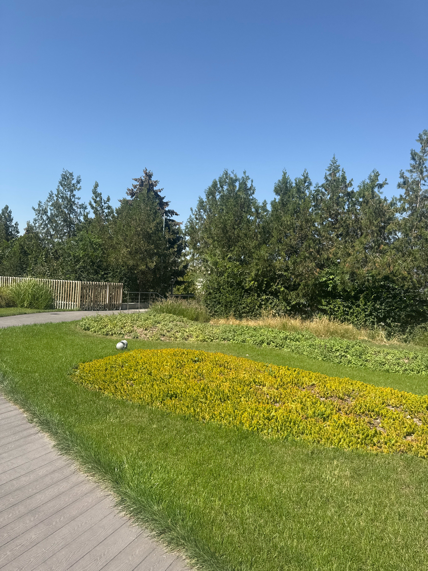 This image depicts a section of a park or garden area under a clear blue sky. In the foreground, a pathway made of grey wooden planks runs diagonally from the lower left corner upwards. Adjacent to the pathway is a lush green lawn. A large, oval-shaped flower bed filled with vibrant yellow, low-lying plants is prominently featured in the mid-ground, bordered by the green grass. A small, white, ball-like object is resting on the grass near the edge of the yellow flower bed.
Further back, there is a raised garden bed with various green plants, and behind that, a light-colored wooden fence with vertical slats. A metal railing and steps can be seen behind the fence, suggesting a raised pathway or access to a different level. A dense line of various trees, including evergreens and deciduous trees, forms a backdrop across the mid-ground and extends towards the right side of the image. The overall environment is natural and well-maintained, with abundant greenery under a bright, sunny sky. This scene is located in the city of Almaty, Kazakhstan, likely in a public recreational area.
