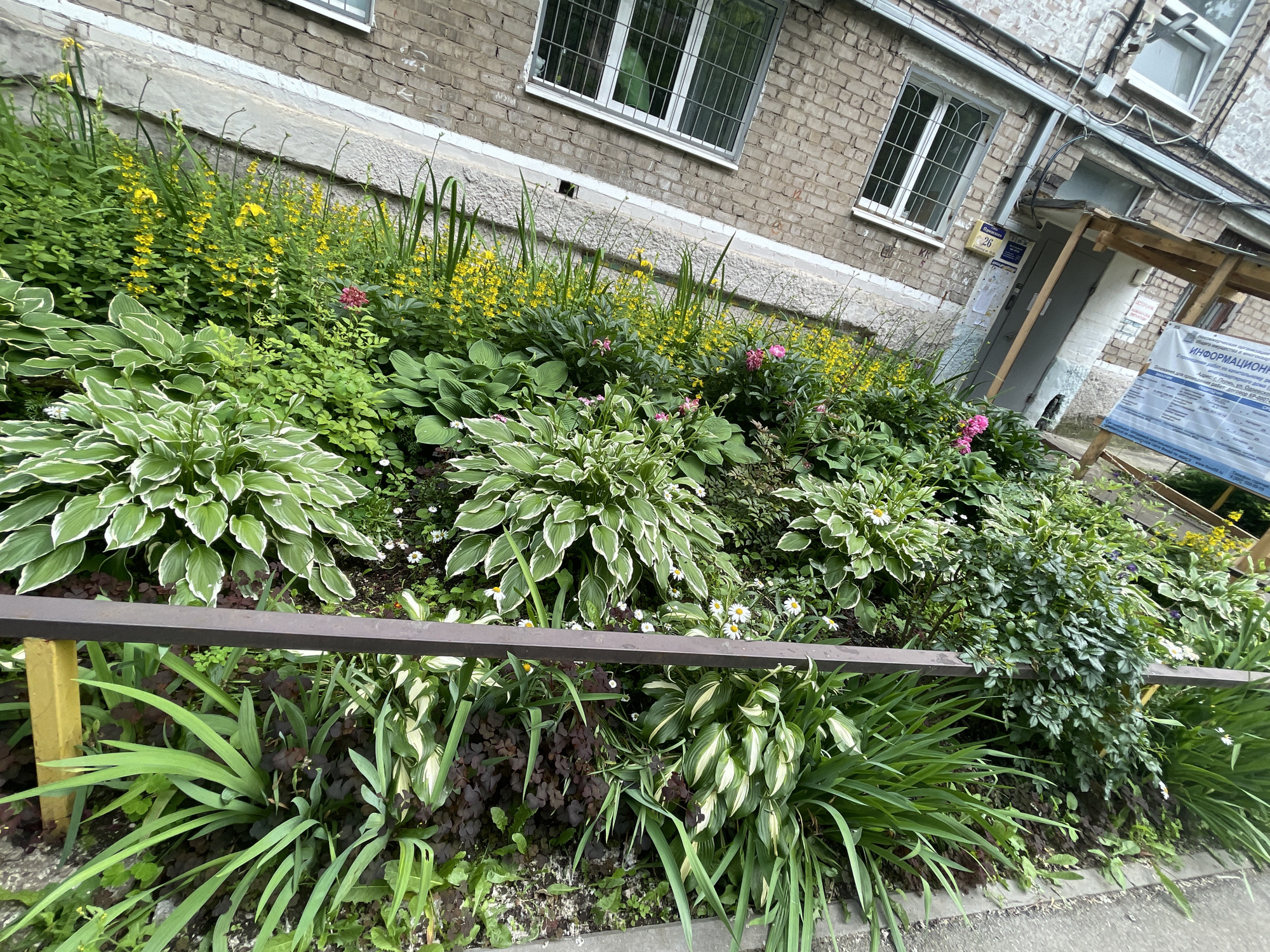 This image shows a lush flowerbed in front of a brick apartment building in Perm, Russia. The flowerbed is densely planted with a variety of green foliage, including hostas with variegated leaves, and tall, slender green plants. Bright yellow flowers, possibly Lysimachia, add pops of color, interspersed with delicate pink and white blooms. Small white daisies are scattered throughout the greenery. A dark brown metal railing with yellow supports runs horizontally across the lower part of the frame, separating the flowerbed from a sidewalk.
The building itself is constructed from light-colored brick and has several windows with metal grates. Above a doorway, a wooden canopy provides shelter. A blue and yellow sign with Russian text is visible on the building's facade, indicating the address "26" and other information, including "ИНФОРМАЦИОННЫЕ" which translates to "Information." The overall impression is one of a well-maintained urban green space, likely in a residential area. The lighting suggests it is daytime, with no clear indication of weather conditions beyond the greenery being vibrant and healthy. The scene appears peaceful and everyday, focusing on the beauty of the garden against the backdrop of the utilitarian architecture.