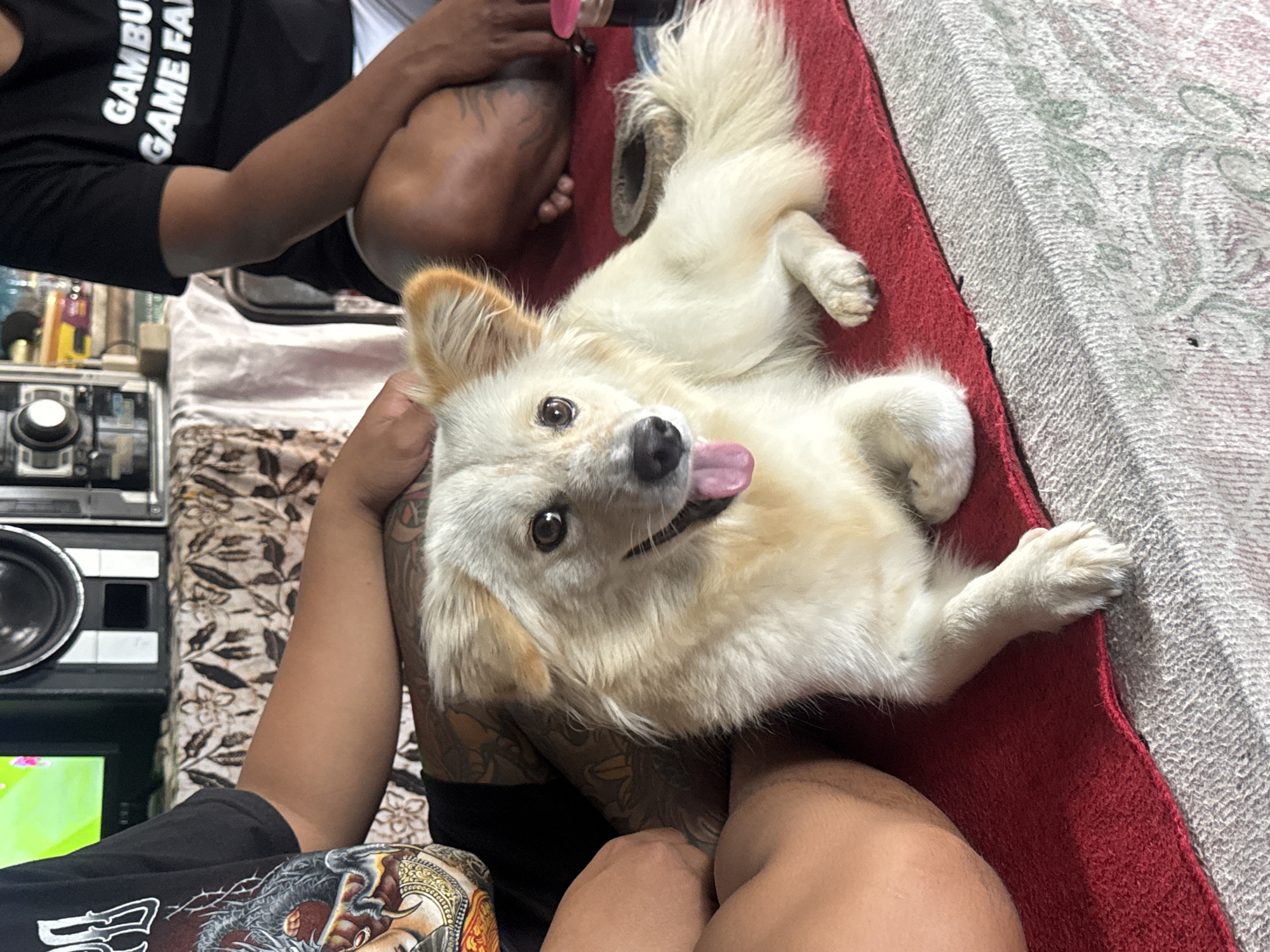 In Busungbiu, Indonesia, a light-colored dog with tan-tipped ears lies on a red surface. The dog's tongue is partially extended, and its eyes are open. To the left of the dog, a person's tattooed arm and leg are visible, with the arm resting on the dog. To the right of the dog, another person is seated, wearing a black t-shirt with white text that reads "GAMBU GAME FAL". The background shows various objects, including a television screen displaying a green image on the left, and electronic equipment and patterned fabric on a table behind the people and dog. The scene appears to be indoors, possibly a living space.