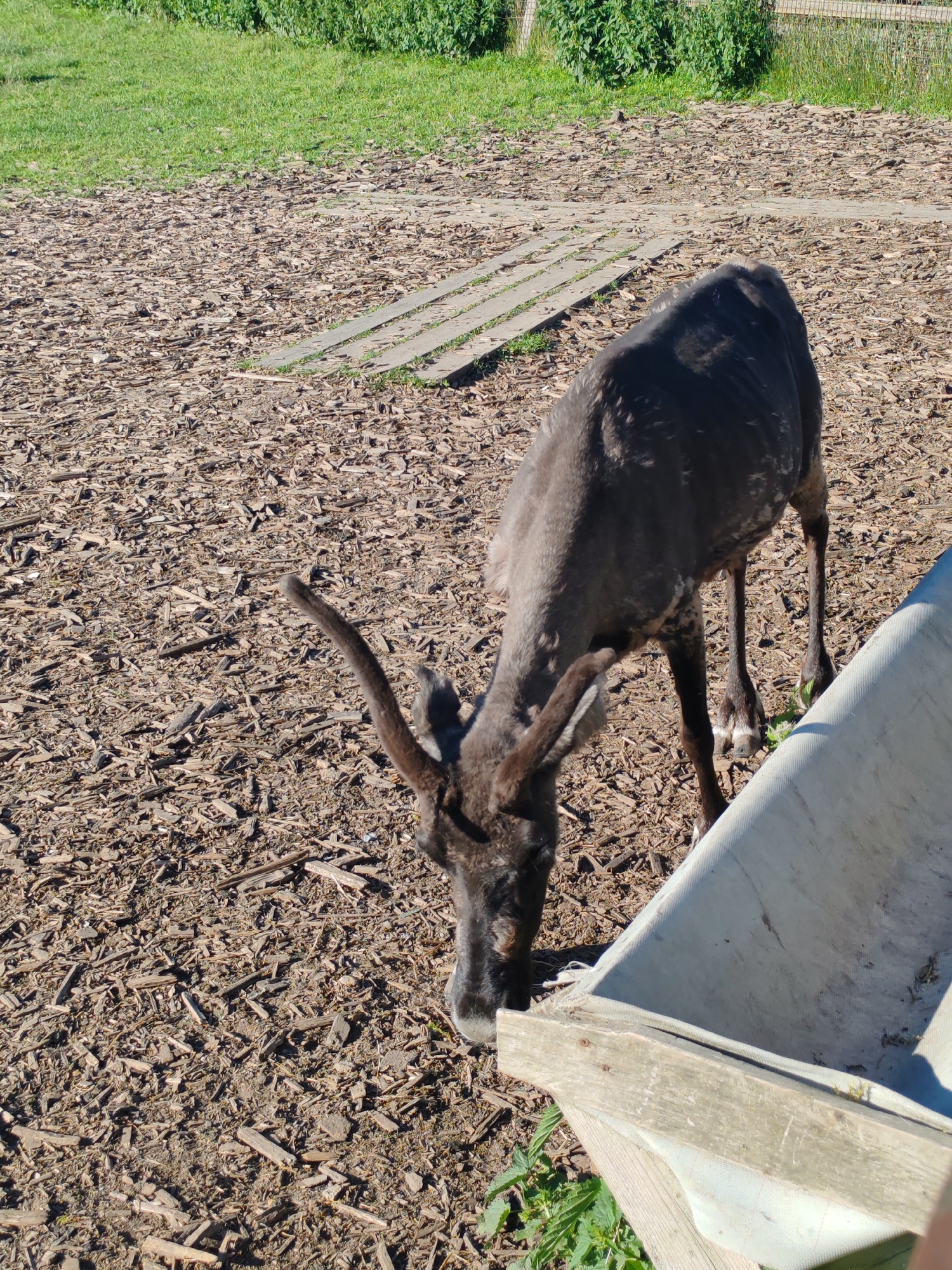 A dark-colored reindeer with antlers grazes on scattered wood chips in an outdoor enclosure. The reindeer is bent over, feeding from a trough or feeder that is partially visible in the foreground. The ground is covered in wood chips, and in the background, there is a patch of green grass and vegetation, with a wooden fence in the distance. The scene appears to be in a rural or park-like setting. The location is specified as Lukaši, Russia.