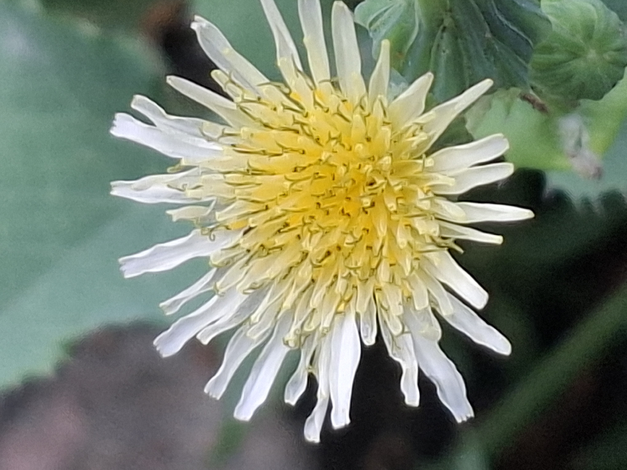 The image is a close-up, outdoor photograph of a dandelion flower. The flower is predominantly yellow in the center with delicate white petals extending outwards. The petals are thin and slightly curled at the tips. The background is blurred, with green foliage and darker areas, suggesting a natural, outdoor setting. There are no people or man-made objects clearly visible, except possibly hints of a fence or structure in the far background that is out of focus. The scene is consistent with a public park or garden within Almaty, Kazakhstan.