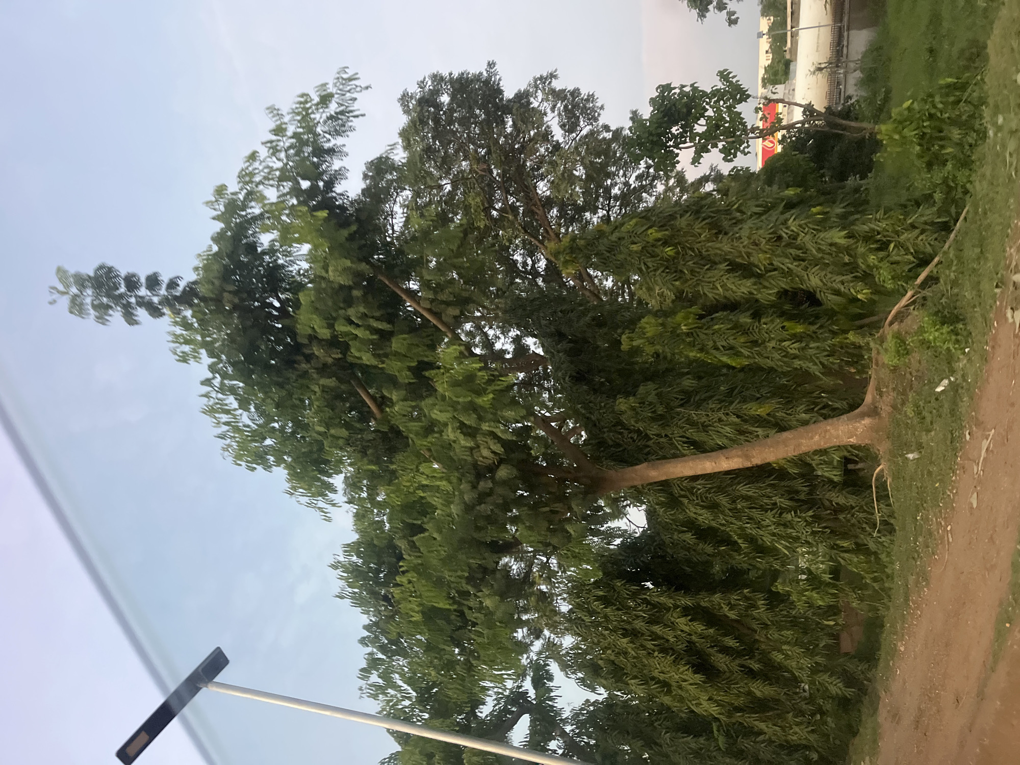 The image depicts an outdoor scene characterized by lush greenery and urban infrastructure under a clear, light blue sky. A distinct diagonal reflection, possibly from a car window, spans the top left corner of the frame.
On the far left, a tall, slender light grey pole supports a modern, rectangular black solar-powered streetlight. Dominating the center and right midground are several trees. A large tree with a light brown trunk anchors the middle, its branches extending widely to support dense, dark green foliage. To its right and in front, a cluster of slender trees with long, drooping, dark green leaves, resembling False Ashoka (Monoon longifolium), creates a dense vertical curtain of foliage. Other trees and shrubs contribute to the thick green backdrop across the entire midground.
The foreground consists of a reddish-brown dirt path or unpaved roadside, dotted with small stones and sparse patches of green grass. Further into the midground, more robust green grass and undergrowth are visible.
In the background on the right side, beyond the dense trees, a white building or structure is partially visible. Above it, a red sign featuring a prominent orange or yellow flame-like logo is discernible, indicative of a commercial establishment, potentially a petroleum company. Below the white structure, a section of a bridge or overpass with a dark railing can be seen. Additional light-colored buildings or structures are present in the distant background. There are no people or animals visible in the scene. The overall lighting suggests either early morning or late afternoon conditions.
Based on the described elements, particularly the prevalence of False Ashoka trees, solar streetlights, and the type of commercial signage (red with a flame logo, common for petroleum companies like Oando in Nigeria), this scene is consistent with an urban or semi-urban environment in Abuja, Nigeria. The mix of developed infrastructure (streetlight, bridge, buildings) with natural elements (dense trees, unpaved roadside) suggests an area along a major road or within a green belt common in Abuja, possibly near a commercial hub or developing district.