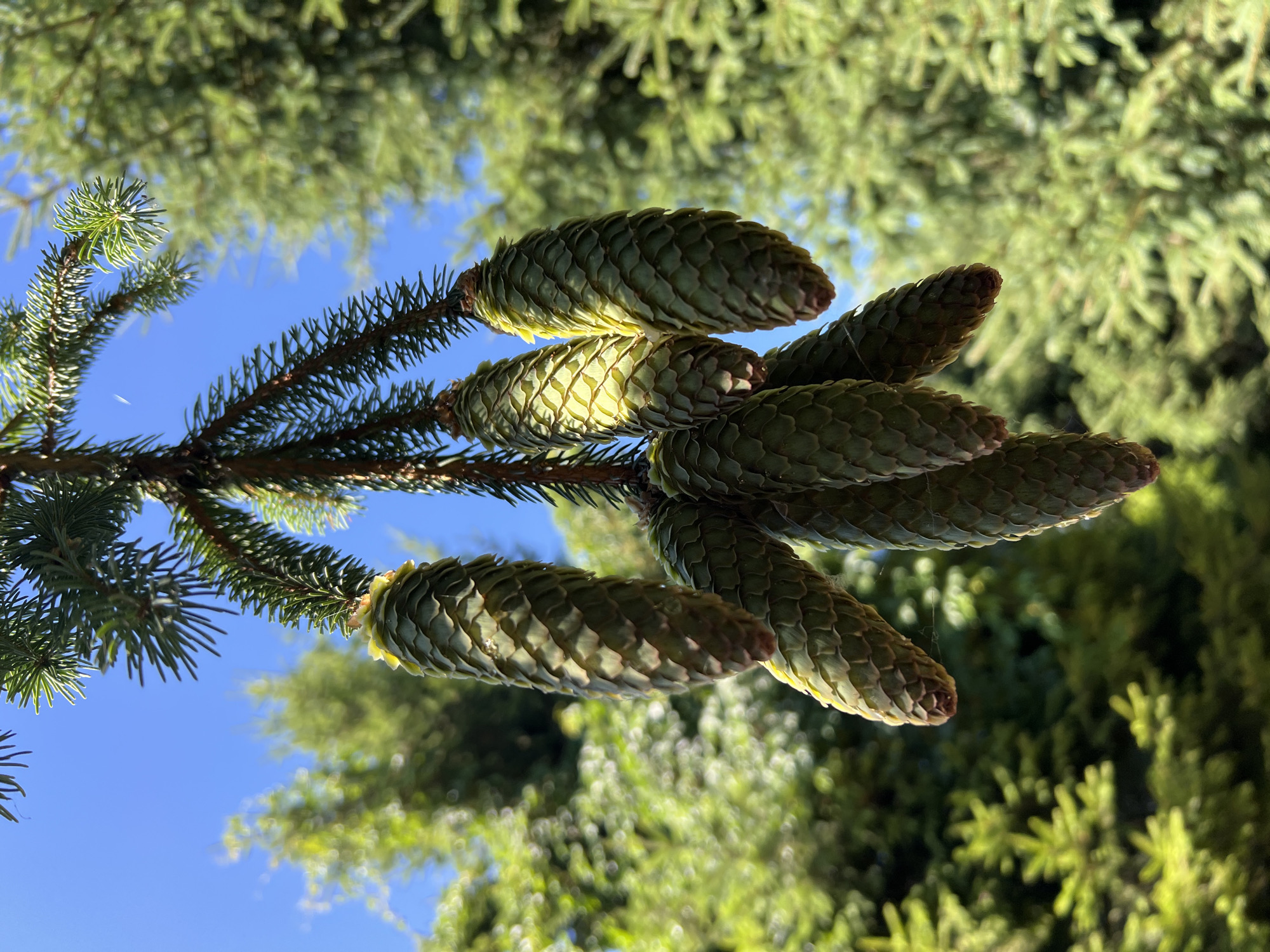 A close-up, eye-level shot captures a cluster of young, green spruce cones hanging from a branch against a bright blue sky. The cones are elongated and covered in tightly packed, scale-like structures, with some showing subtle variations in color from light green to a slightly darker hue. The branch itself is dark brown and covered in green needles. The background is filled with the out-of-focus greenery of more spruce trees, suggesting an outdoor, natural environment, possibly a park or forest. The image composition draws the viewer's attention to the delicate details of the cones and needles. There are no people or animals present in the image.