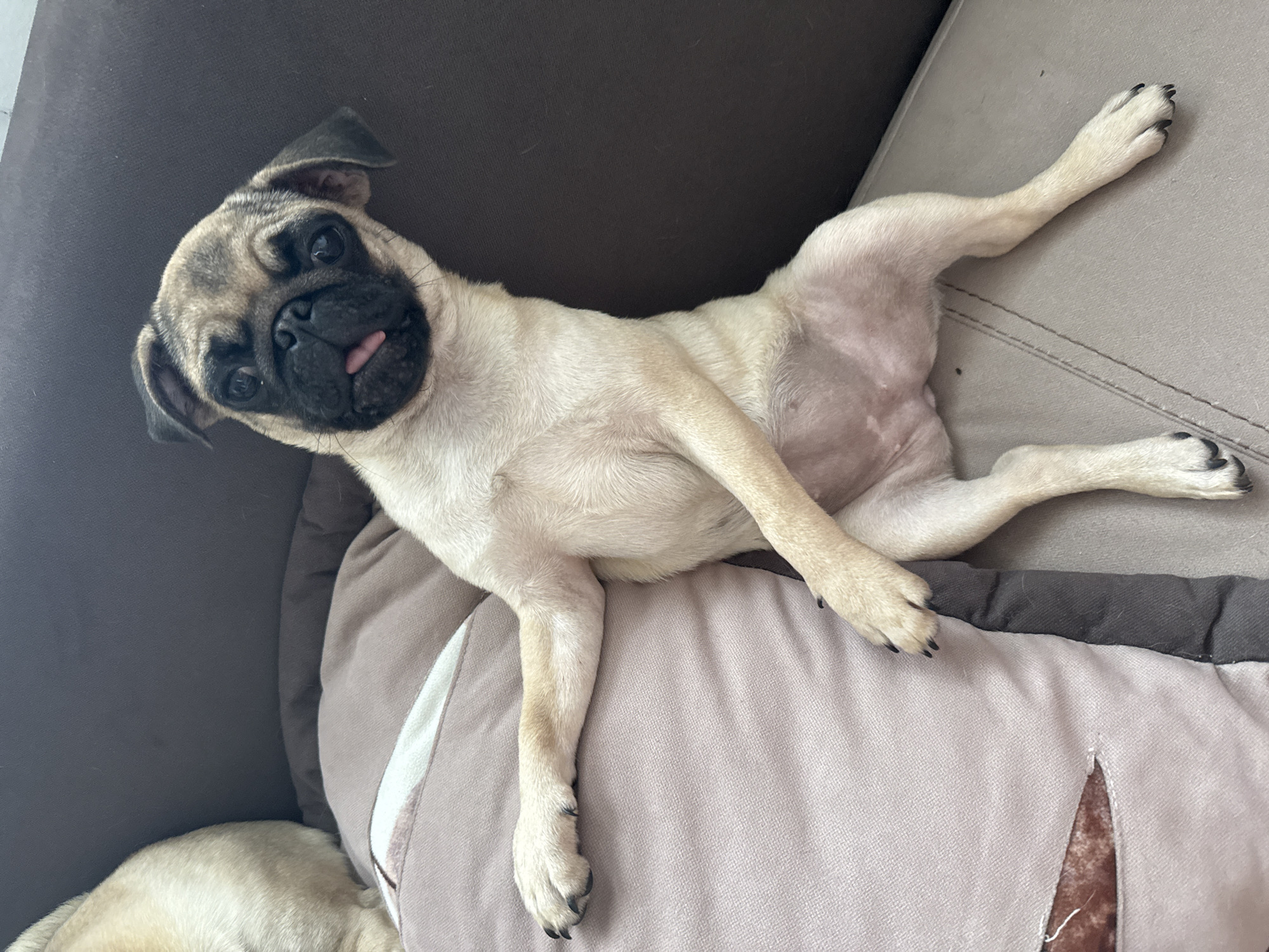 A fawn-colored pug puppy is sprawled out on a muted brown and tan couch, with its head tilted and tongue peeking out. The puppy is lying on its back, with its legs stretched out. One front paw is extended towards the top of the frame, and the other is bent at the elbow. Its hind legs are also splayed out. The puppy's fur is short and soft, with the characteristic black mask and ears of the breed.
The couch appears to be made of a textured fabric, with a darker brown cushion behind the puppy and a lighter tan cushion beneath it. The lighting suggests it is daytime, possibly indoors, as there is no harsh sunlight. The overall mood is relaxed and playful, evident in the puppy's posture and the slight lolling of its tongue. The background is simple, focusing entirely on the puppy and its immediate surroundings. There is no visible text in the image.