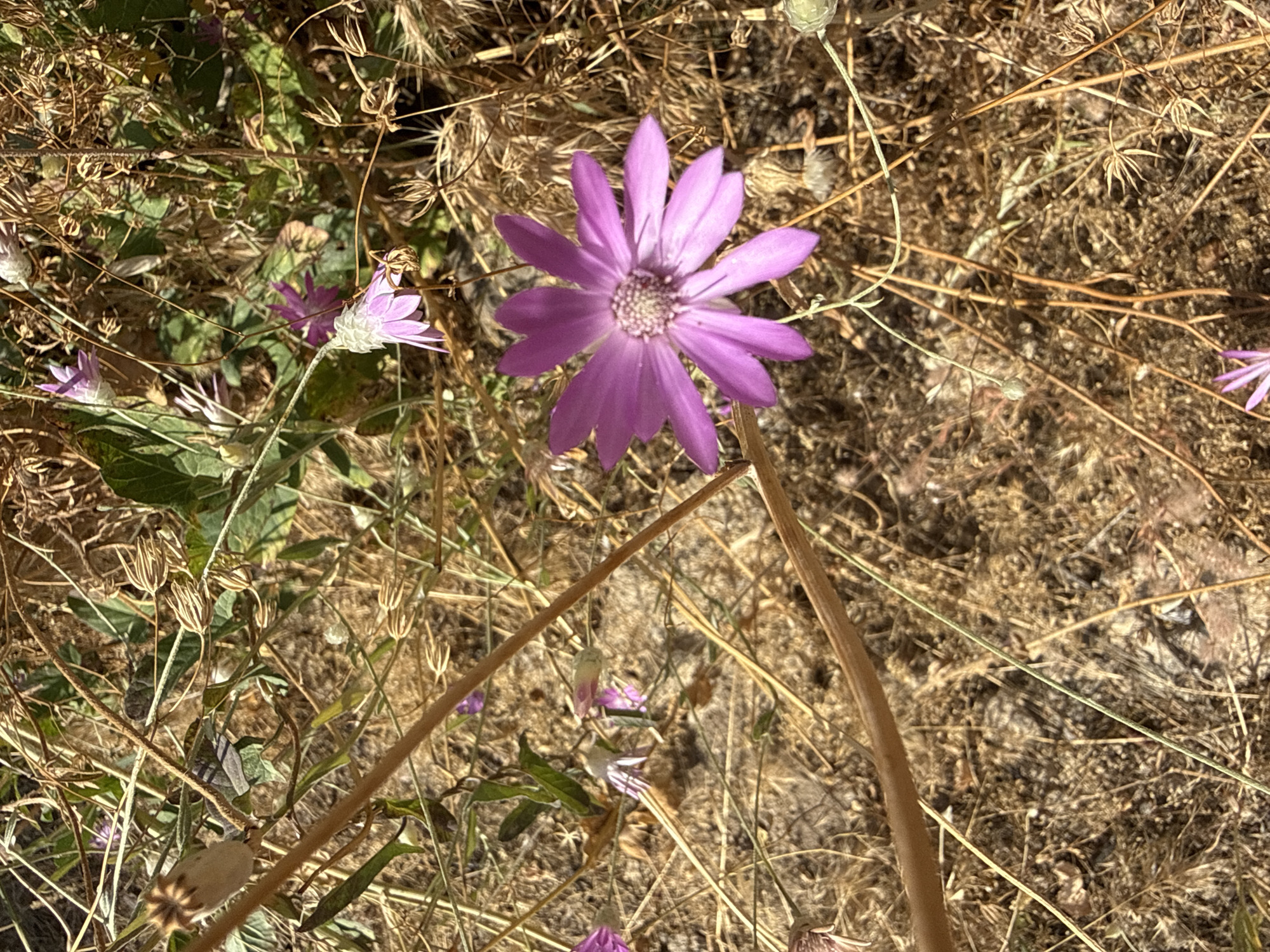 A close-up, high-angle shot captures a vibrant purple flower with star-shaped petals in the foreground. The flower is positioned slightly to the right of the frame's center, with its delicate petals unfurled. Surrounding the flower is a dry, earthy environment dominated by brown straw-like vegetation and thin, brown stems. Green leaves are visible interspersed within the dry foliage, adding touches of color to the otherwise muted background. The scene suggests a natural, outdoor setting, likely in a field or garden. The specific location is stated to be in the city of Garni, Armenia, which is known for its ancient temple and dramatic gorge.