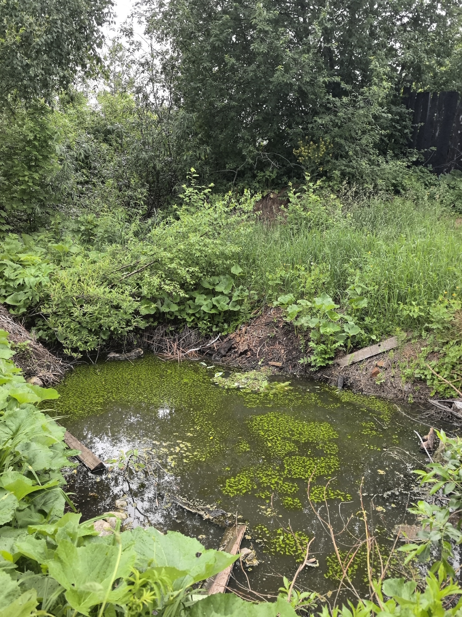 The image displays an overgrown outdoor scene in the city of Noviy, Russia, centered on a small, stagnant water body. The water's surface is extensively covered by bright green aquatic vegetation, likely duckweed, interspersed with darker patches reflecting an overcast sky and surrounding foliage. The banks are steep and uneven, characterized by exposed soil, tangled roots, and an accumulation of dry branches and discarded wooden planks. One wooden plank extends from the right bank into the water, while another is partially submerged on the left.
Dense, lush green vegetation dominates the scene, including tall grasses, various shrubs, and mature deciduous trees that frame the water body and extend into the background. Large-leafed plants are prominent along the water's edge. In the far background on the right, a dark, vertical structure, possibly a corrugated metal fence or wall, is partially obscured by trees. No individuals or discernible animals are present within the frame. The lighting is soft and diffused, indicative of an overcast day.