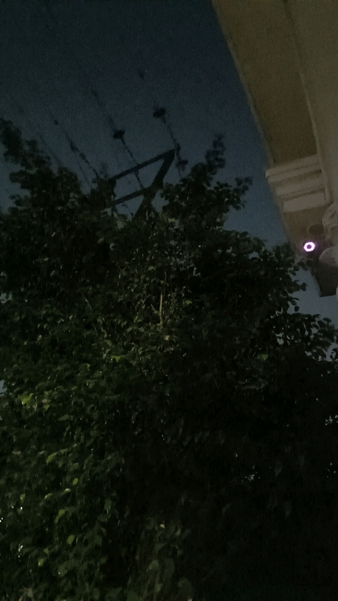 The image depicts a view of the sky, trees, and a portion of a building in Loni, India. The sky is a deep, dark blue, suggesting it is either dusk or night. In the foreground, a large, dense tree with dark green foliage dominates the lower half of the frame. Several power lines and what appear to be utility poles are visible above the tree, silhouetted against the sky. To the right, the edge of a building is visible, characterized by a light-colored, textured surface and architectural detailing such as a column and a ledge. A small, circular, bright pink light source is present on the side of the building, adding a point of color to the otherwise subdued scene. The overall impression is one of an outdoor urban or semi-urban environment at night or twilight.