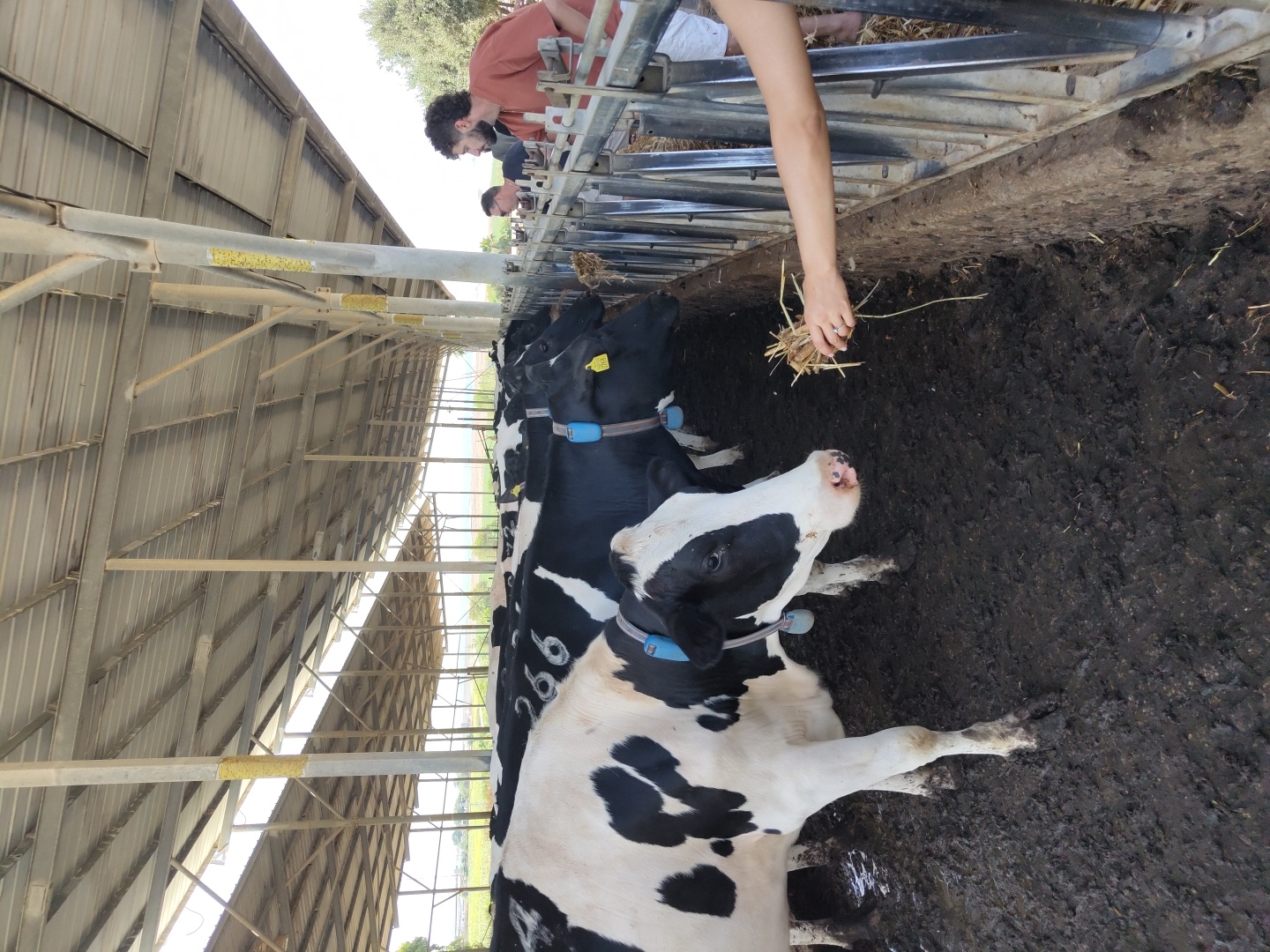 In an open-sided barn, likely a dairy farm in the Yoav Regional Council, Israel, several black and white Holstein cows stand in muddy ground. The barn has a corrugated metal roof supported by metal poles. In the foreground, a cow with distinctive black and white markings is facing left, with its head turned towards the viewer. A person's arm is visible on the right, offering a handful of hay to the cow. In the background, a few more cows are visible, and two men are standing near the fence, observing the animals. One man, wearing a reddish-brown shirt, appears to be interacting with the other man. The overall environment suggests a working farm with livestock.