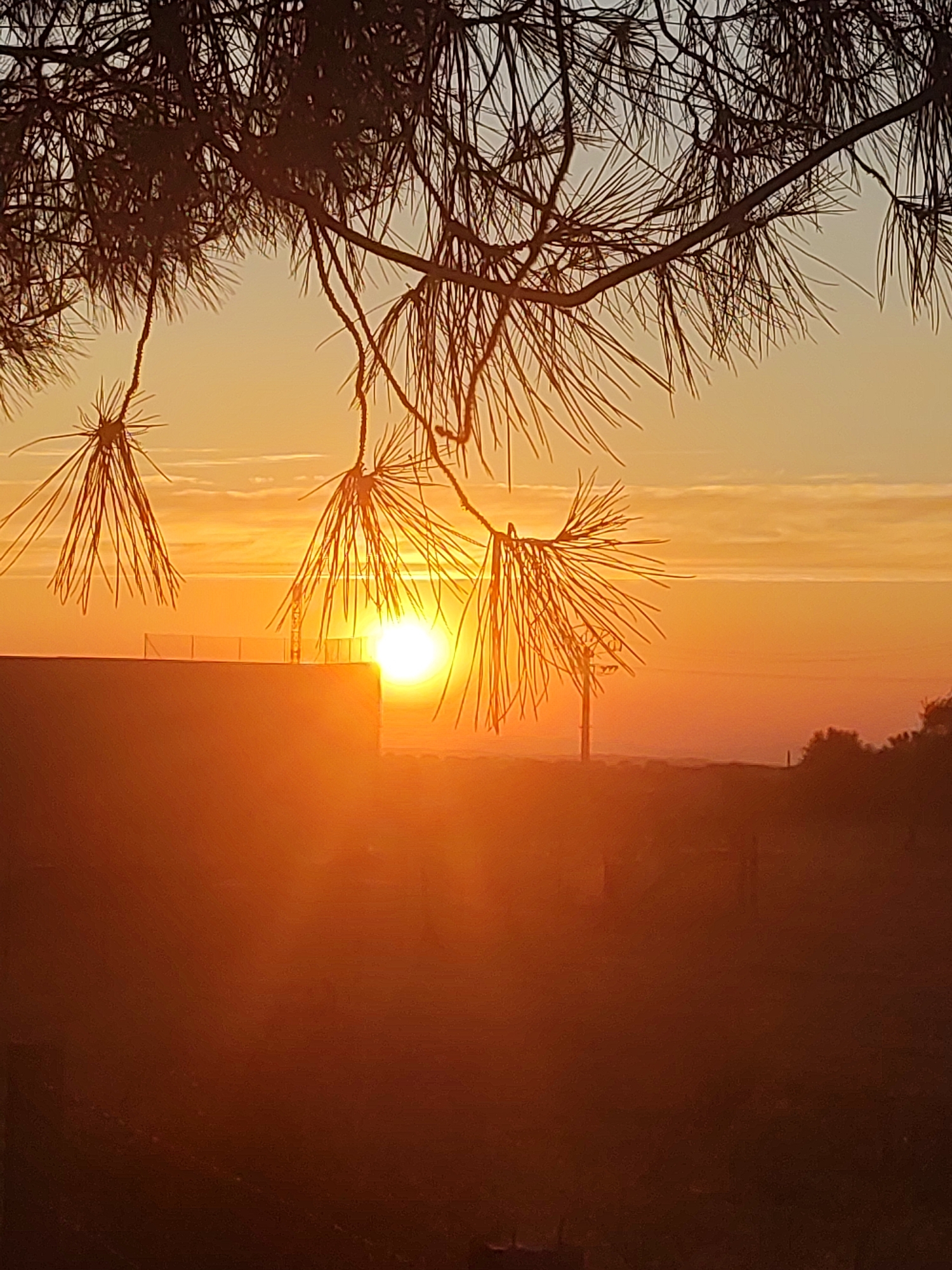 A bright, orange sun is setting over a landscape that appears to be in the city of Sobradillo, Spain. The foreground is dominated by dark silhouettes of pine needles hanging from branches, obscuring parts of the view. In the mid-ground, a building with a flat roof is visible, with a light-colored railing or fence on top. The sun is a brilliant, glowing orb situated just above this building, casting a strong orange and yellow light across the scene. In the distance, the horizon is hazy with faint clouds, and darker silhouettes of trees and possibly more structures can be seen. The overall impression is of a serene sunset with the warm glow of the setting sun.