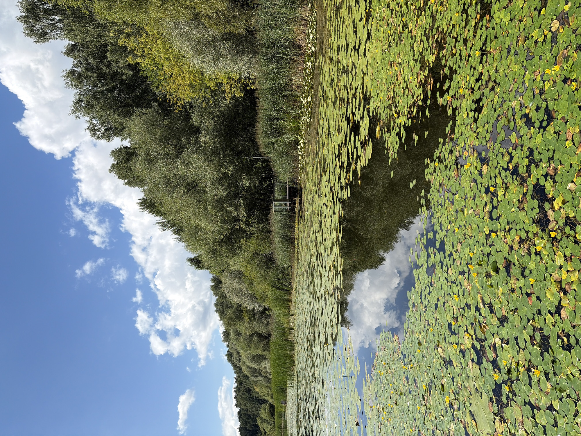 The image depicts a serene natural landscape. In the foreground, a calm body of water is covered with a dense carpet of lily pads, interspersed with small yellow lily blossoms. The water reflects the blue sky and scattered white clouds. Beyond the lily pads, a line of tall green reeds grows along the edge of the water. A wooden pier or walkway is visible in the middle ground, extending into the water. The background is dominated by a lush, green treeline, with a variety of deciduous trees, some showing hints of yellow foliage, suggesting it might be late summer or early autumn. The sky above is a clear blue with fluffy white clouds. This scene is characteristic of a park or nature reserve, potentially located within or on the outskirts of Khimki, Russia, given the provided context. There are no people or animals visible in the image, and no specific actions are taking place. The overall impression is one of tranquility and natural beauty.