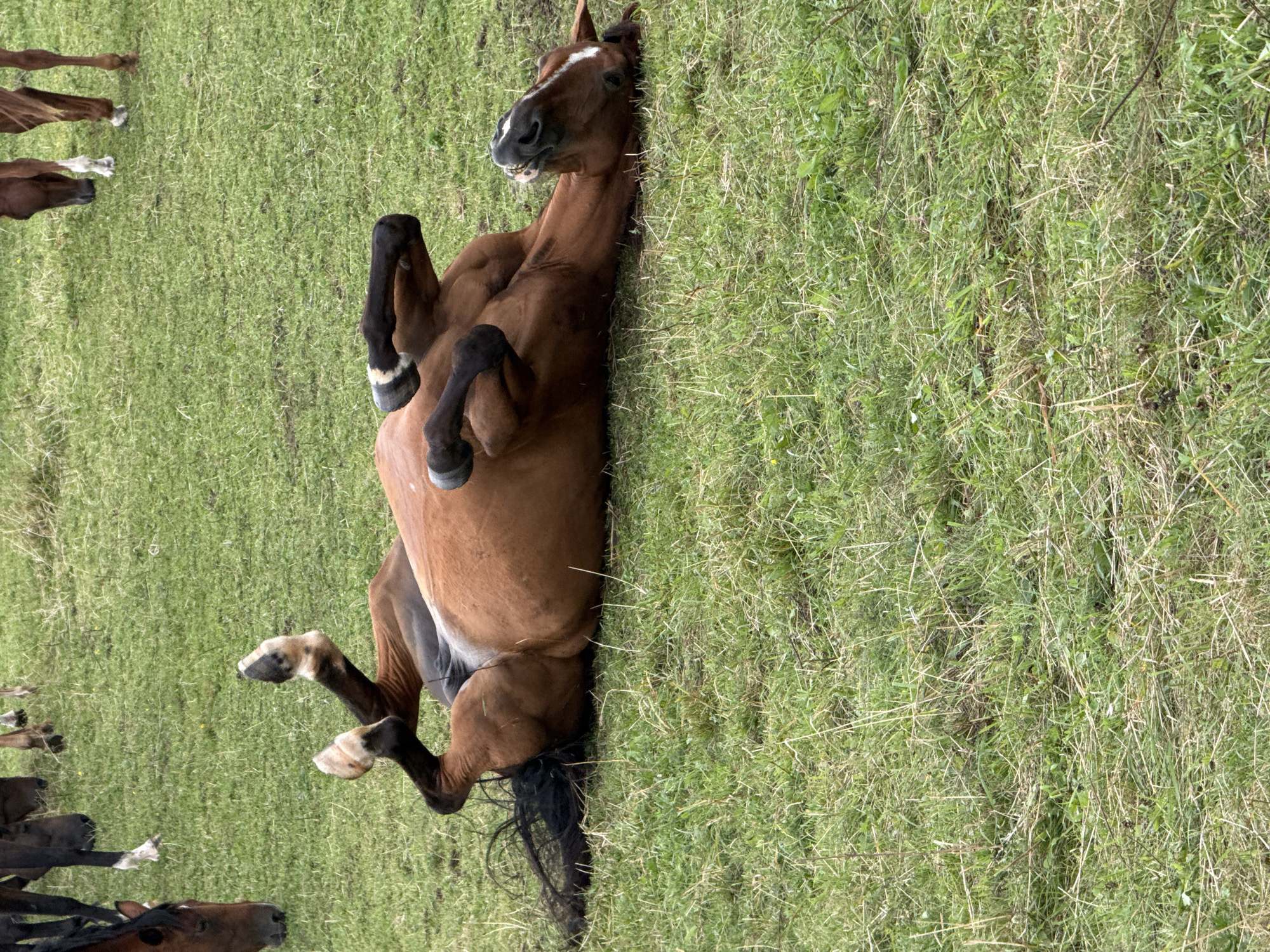 In Galinė, Lithuania, a brown horse is rolling on its back in a grassy field. Its legs are splayed in the air, and its head is turned upwards with its mouth open. Other horses are visible in the background, grazing in the field. The ground is covered in green grass, with some dry stalks and small yellow flowers scattered throughout. The lighting suggests it is daytime, possibly overcast.