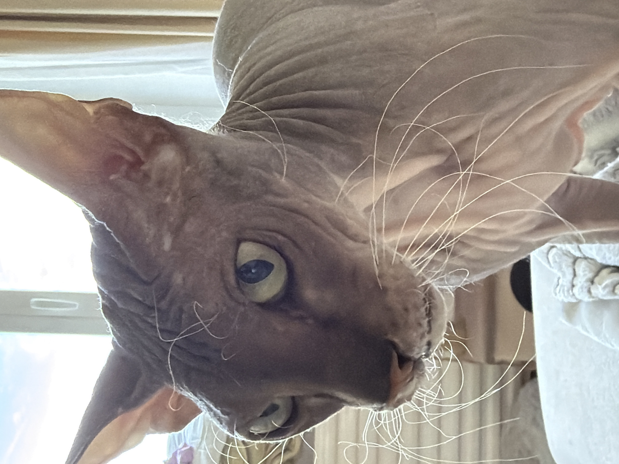 A close-up, upside-down view of a Sphynx cat's head. The cat has wrinkled, pinkish-gray skin, large ears, and sparse white whiskers. Its eyes are green. The background is blurred, but includes a window and a white object with black circular elements. There is no evidence that this image was taken in Izhevsk, Russia.