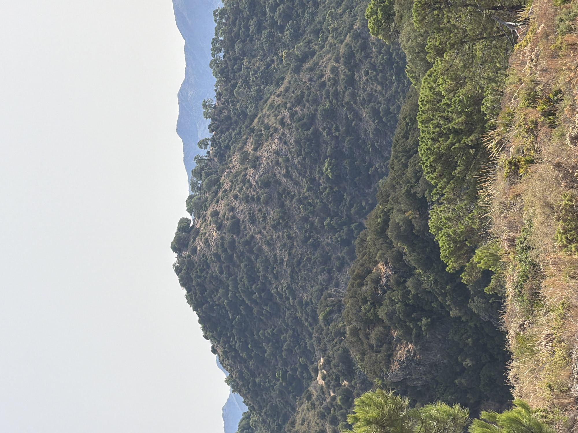 The image shows a panoramic view of a lush, mountainous landscape in Benahavís, Spain. The foreground is dominated by dry, golden grasses and low-lying scrub vegetation, hinting at a Mediterranean climate. A few pine trees, with their distinct needle-like foliage, are visible on the left and right edges of the frame, framing the scene.
The mid-ground is a tapestry of dense green foliage, primarily trees and shrubs, covering the undulating slopes of a mountain. These trees vary in size and density, creating a textured and varied surface. Some patches of exposed earth and rock are visible through the greenery, suggesting a rugged terrain.
Further into the distance, the slopes continue to rise, with the vegetation becoming less dense and the terrain appearing more arid and rocky. The crest of this mountain is dotted with scattered trees, silhouetted against the pale, hazy sky.
In the far background, a series of mountain ranges recede into the distance, their outlines softened by the atmospheric haze. These distant mountains are a muted blue-gray, indicating their remoteness and the vastness of the landscape. The sky is a pale, almost white, hue, suggesting it is a bright, sunny day with no visible clouds. The overall impression is one of natural beauty and tranquility, characteristic of the Andalusian countryside.